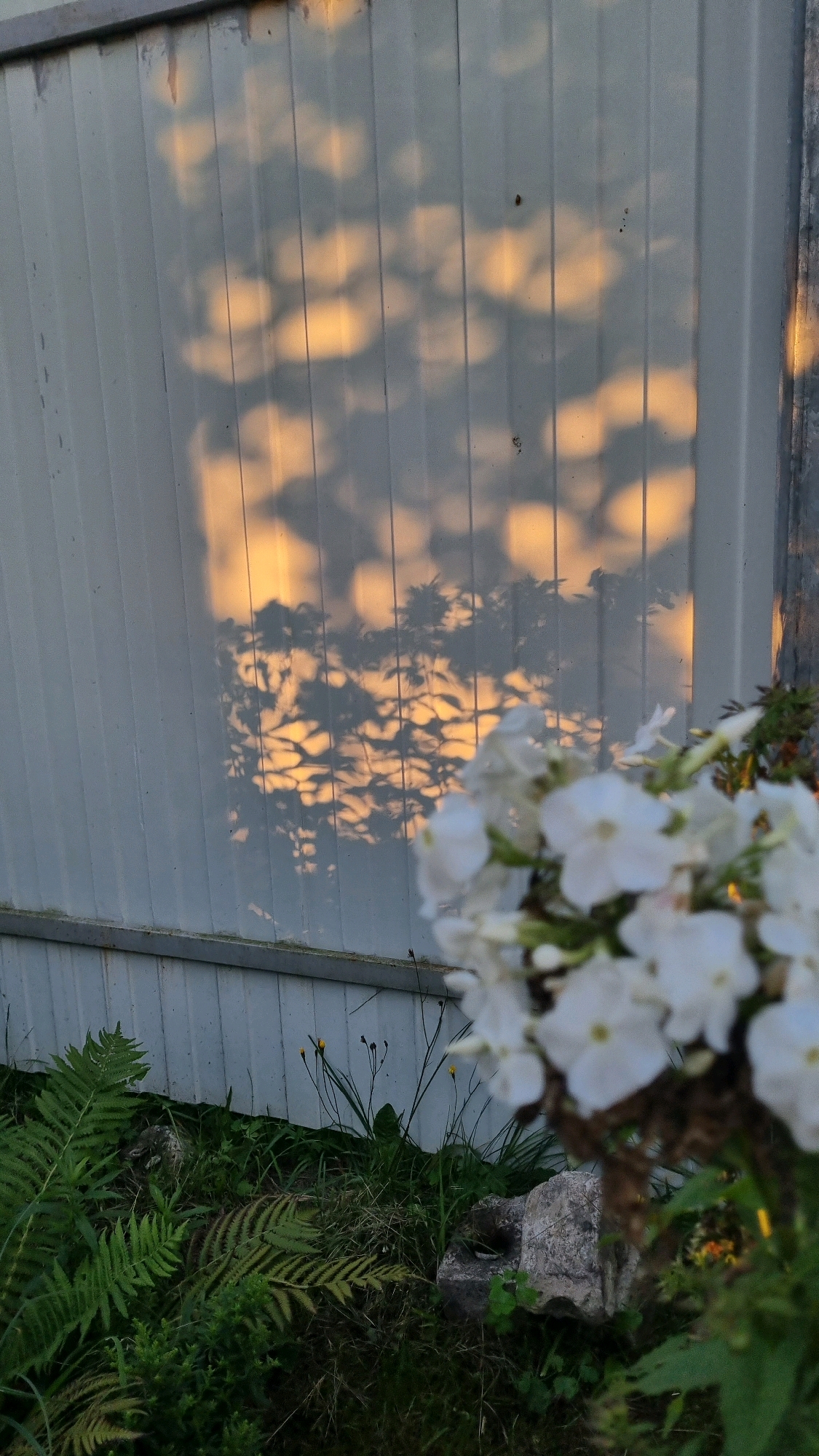 A close-up, low-angle shot captures the textured surface of a white corrugated metal wall at an outdoor location. The wall is illuminated by dappled sunlight, casting abstract shadows of leaves and branches across its surface. In the foreground, a lush arrangement of green ferns and other vegetation grows at the base of the wall. To the right, a cluster of delicate white flowers in a woven basket is partially visible, slightly out of focus. The scene appears to be a garden or yard area, with hints of the natural environment contrasting with the man-made wall. The overall impression is one of natural beauty illuminated by soft, warm light. No people are present. The location is the city of Vysokoe, Russia.