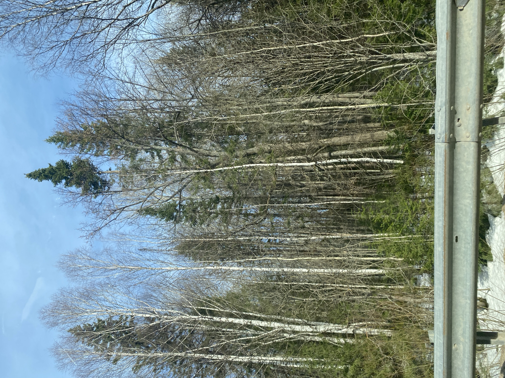 A roadside view through a car window shows a forest in Laiga, Russia. The image is slightly rotated, with a metal guardrail on the right side of the frame, partially obscuring the view. The forest consists of a mix of bare deciduous trees and evergreen trees. The sky is light blue, visible through the tree branches. Patches of snow are visible along the ground on the right side of the image, behind the guardrail.