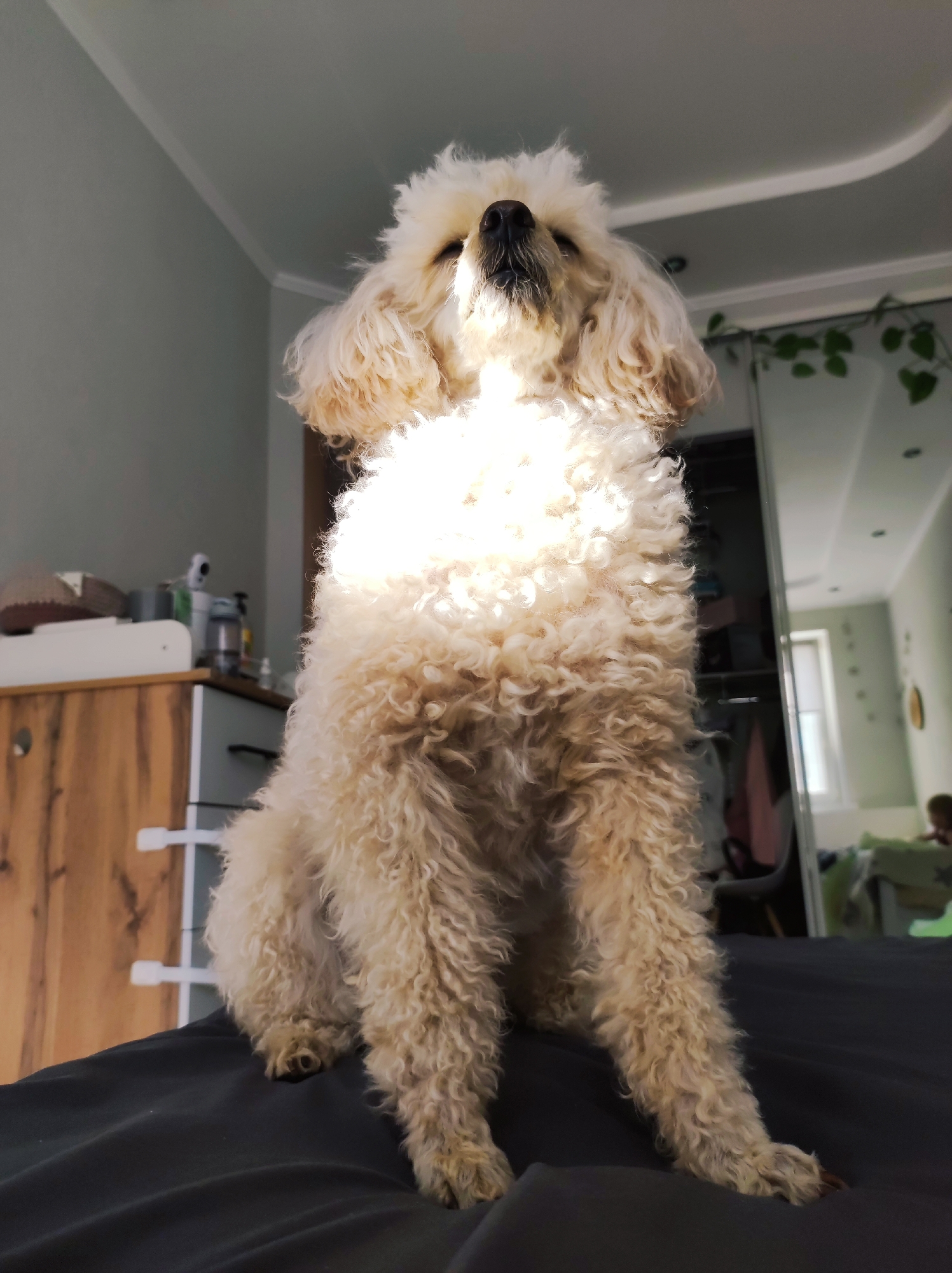 A cream-colored, adult poodle sits upright on a gray bed or futon in a room. The room contains a wooden dresser, a large mirror reflecting a window and a person in the background, green plants trailing near the mirror, and a gray wall. The poodle is facing upwards. The location is Chaikovsky, Russia.