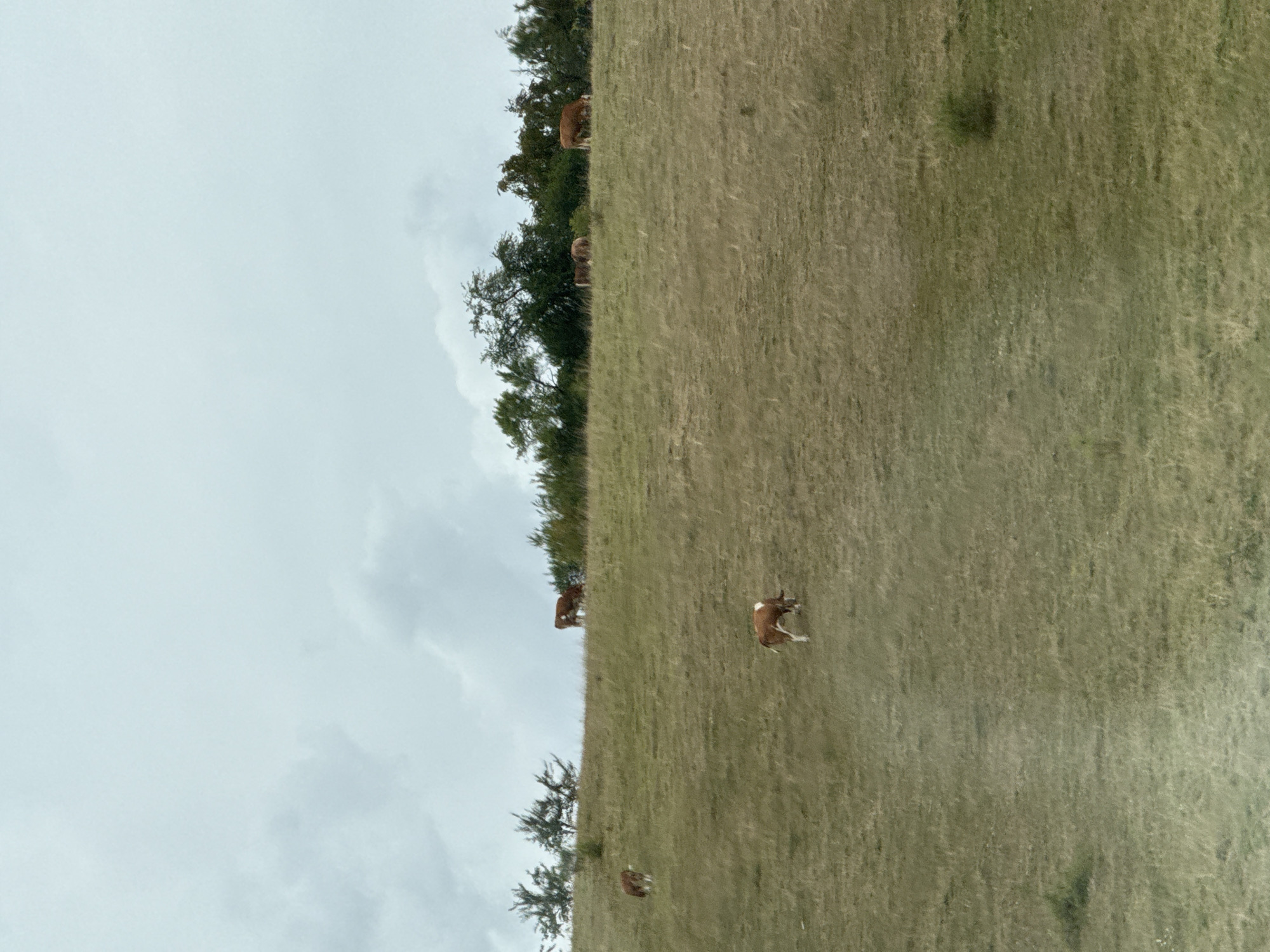 The image depicts a pastoral scene on a grassy hillside under a cloudy sky. In the mid-ground of the image, several cows are grazing on the slope. One cow, predominantly brown with white markings, is positioned lower on the hill and appears to be eating. Further up the hill, a cluster of trees and bushes forms a dark green line against the lighter sky. Several cows are visible near the tree line, some grazing and others standing. One cow, a light brown and white one, is further left on the slope, also grazing. The overall environment is natural, with dry, yellowish-green grass covering the rolling terrain. The sky is overcast with muted shades of gray and white. The image appears to have been taken from a distance, offering a broad view of the landscape. The location is not specified in the image itself, but the request mentions the city of Ellrich, Germany.