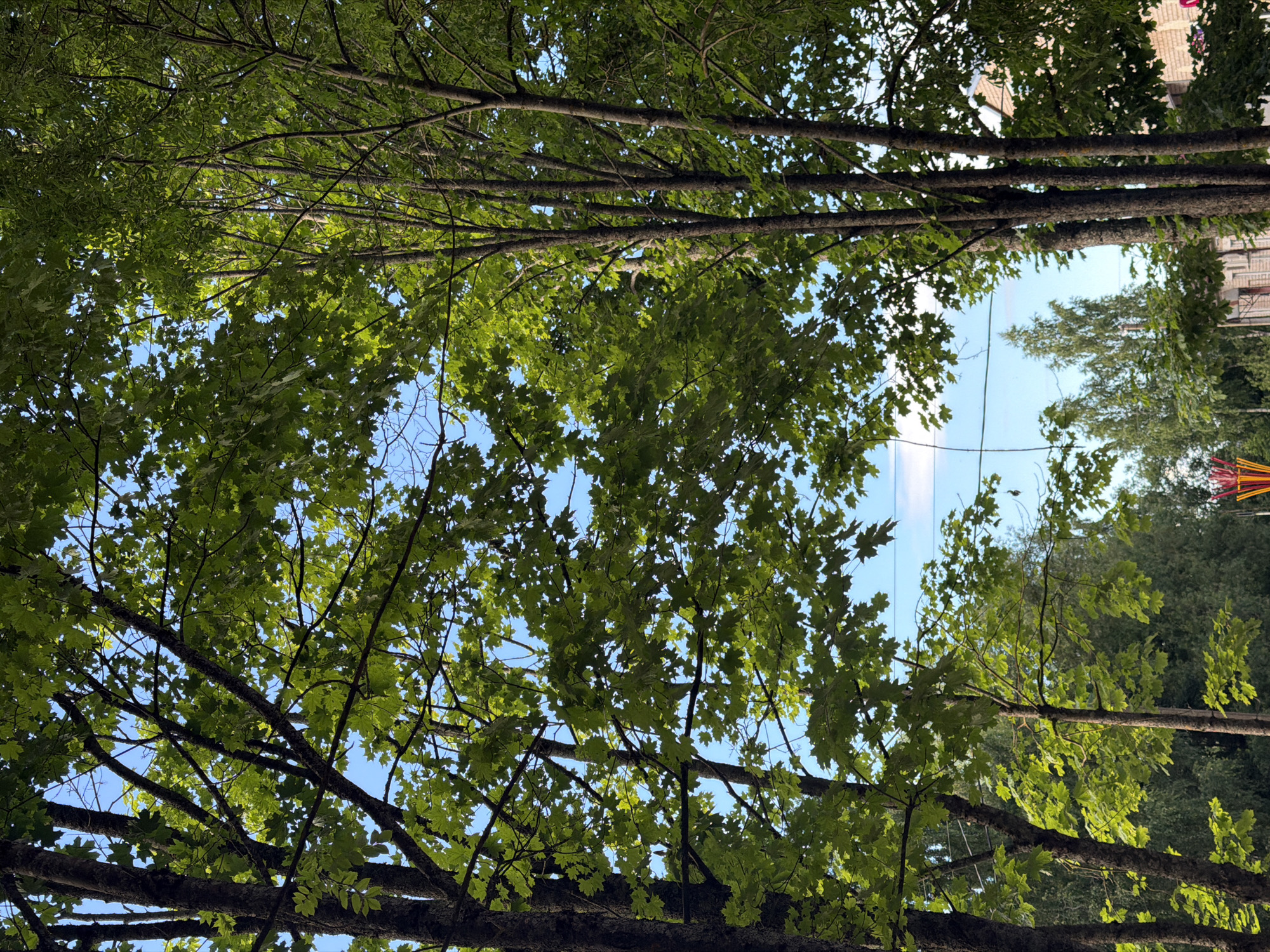 The media file shows a view looking up through the branches and green leaves of trees, towards a bright blue sky. The leaves are vibrant and lush, suggesting a warm, sunny day, likely during the summer. Some of the tree branches are thick and gnarled, while others are thinner and more delicate. In the distance, peeking through the foliage, are glimpses of buildings and other trees. There's also a suggestion of some colorful fabric or structure in the upper right portion of the image, possibly a tent or canopy, hinting at an outdoor event or gathering. The overall impression is one of a peaceful, natural setting, possibly a park or a backyard in a residential area. The scene is shot from a low angle, emphasizing the grandeur of the trees and the expanse of the sky. The lighting indicates it is daytime, with sunlight filtering through the leaves. No people are directly visible.