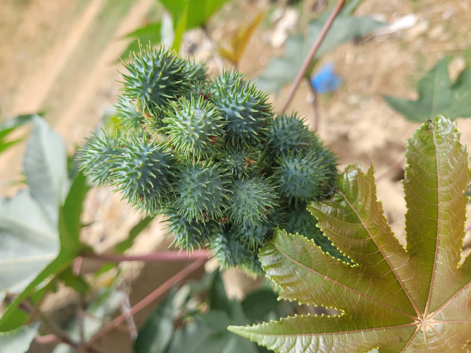 The image shows a cluster of unripe, green castor bean seed pods in Barakin Akawo, Nigeria. The pods are spiky and densely packed together. To the left and right are palmate, lobed castor bean leaves, with the right leaf showing a brown-green coloration. The background is blurry and shows light-colored ground and other vegetation.