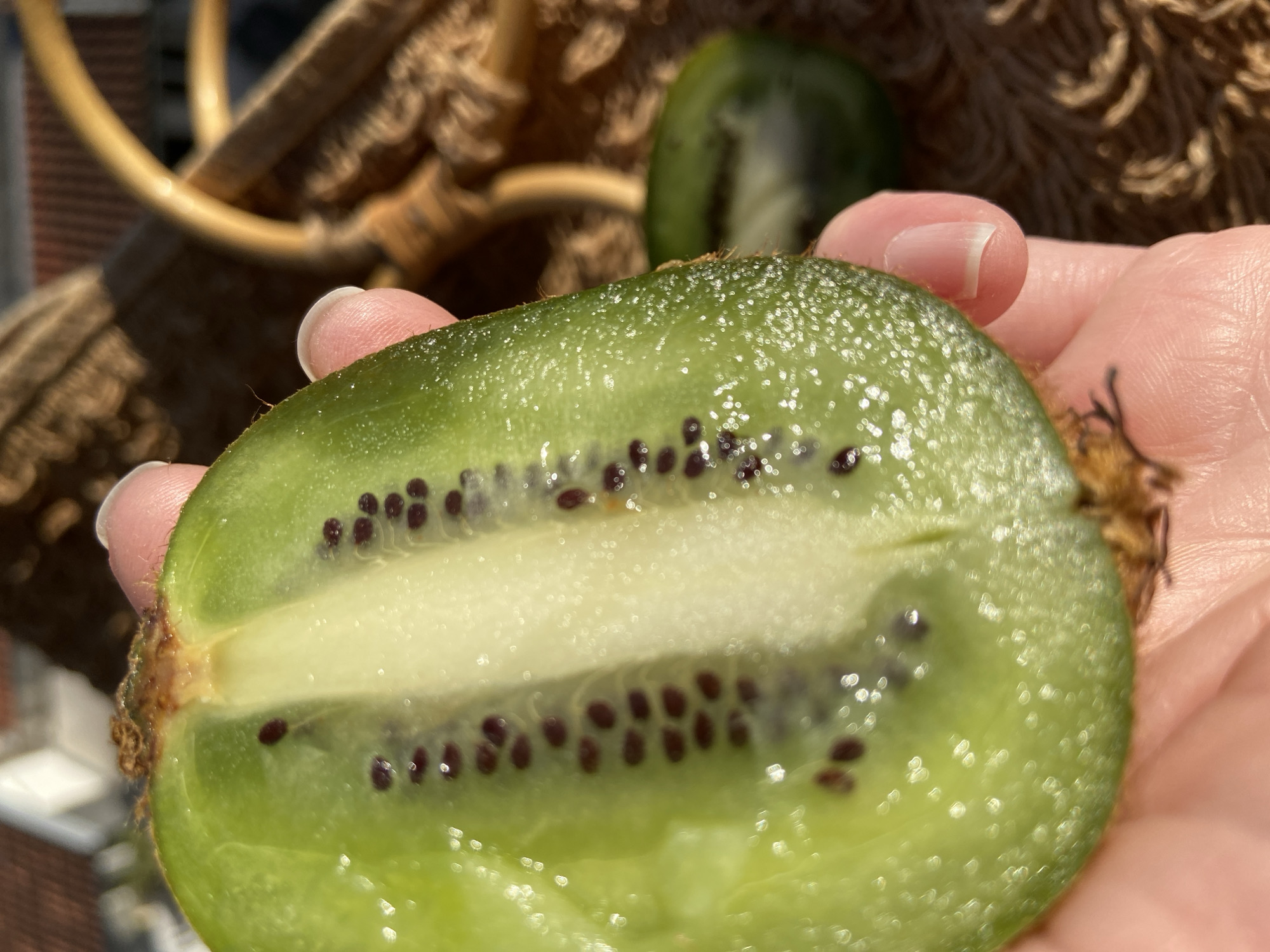 A close-up shot shows a halved kiwi fruit held in a person's hand. The kiwi has a vibrant green interior speckled with small, black seeds arranged in concentric circles. The core of the kiwi is a pale, creamy color. The fruit's skin is fuzzy and brown. The person's hand is lightly tanned with well-manicured nails. In the background, a blurred image of a woven basket is visible. The scene appears to be outdoors, with a glimpse of rooftops, possibly in a residential area. The location is Budva, Montenegro.