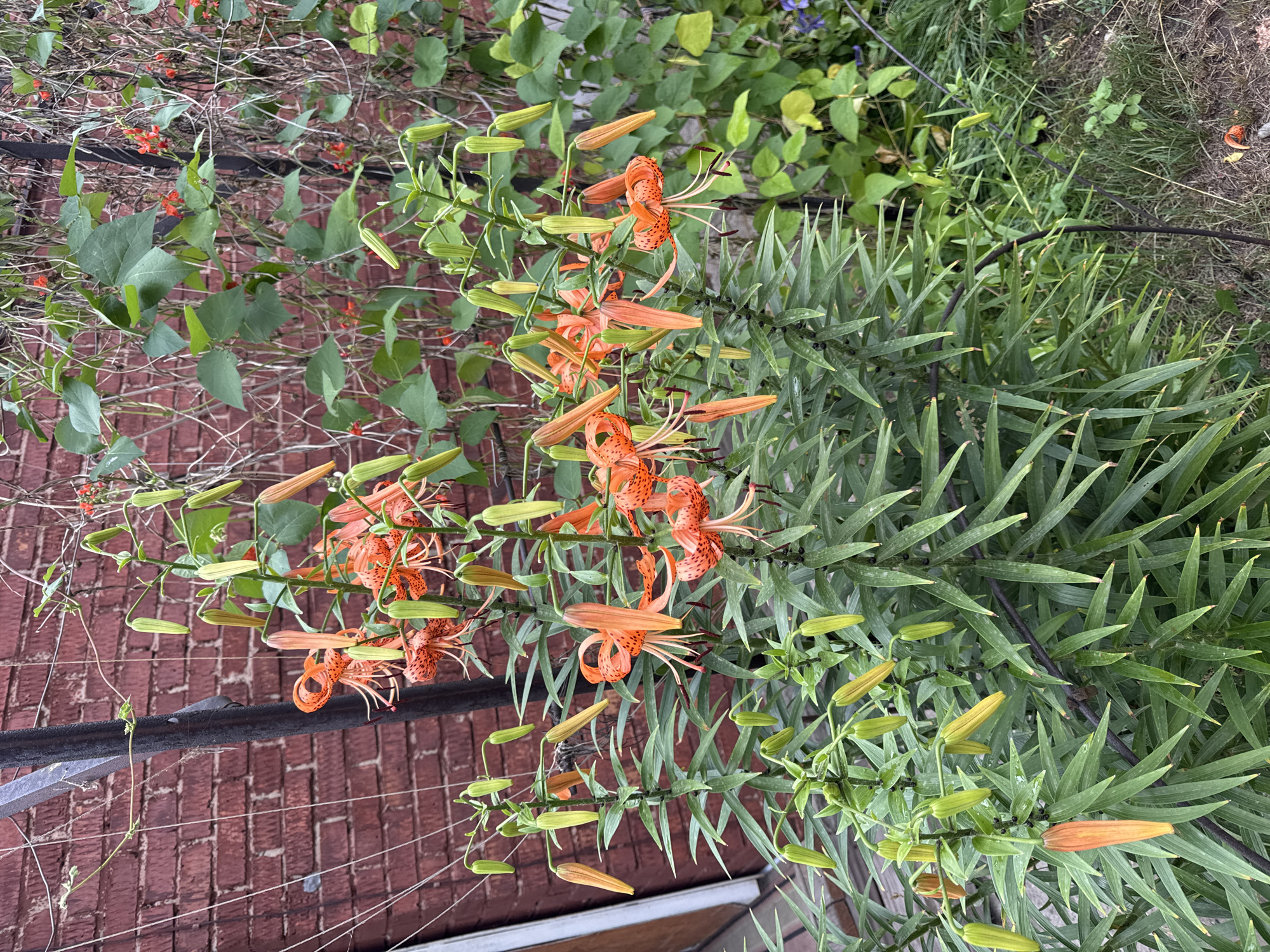 This image captures a close-up view of tiger lilies in bloom, set against a backdrop of a red brick wall and climbing vines. The lilies are characterized by their vibrant orange petals with distinctive black spots. Many of the lilies are in various stages of development, with some fully open and others still in bud form, appearing as long, green, pointed structures. The foliage of the lilies is a lush green, with long, lance-shaped leaves. In the background, a portion of a metal trellis or fence is visible, along with the textured surface of the brick wall. Green vines with heart-shaped leaves are intertwined with the trellis, some bearing small red flowers. The overall setting suggests an outdoor garden or yard. The image does not contain any people or indicate any specific actions or interactions. The location is identified as Oskemen, Kazakhstan.