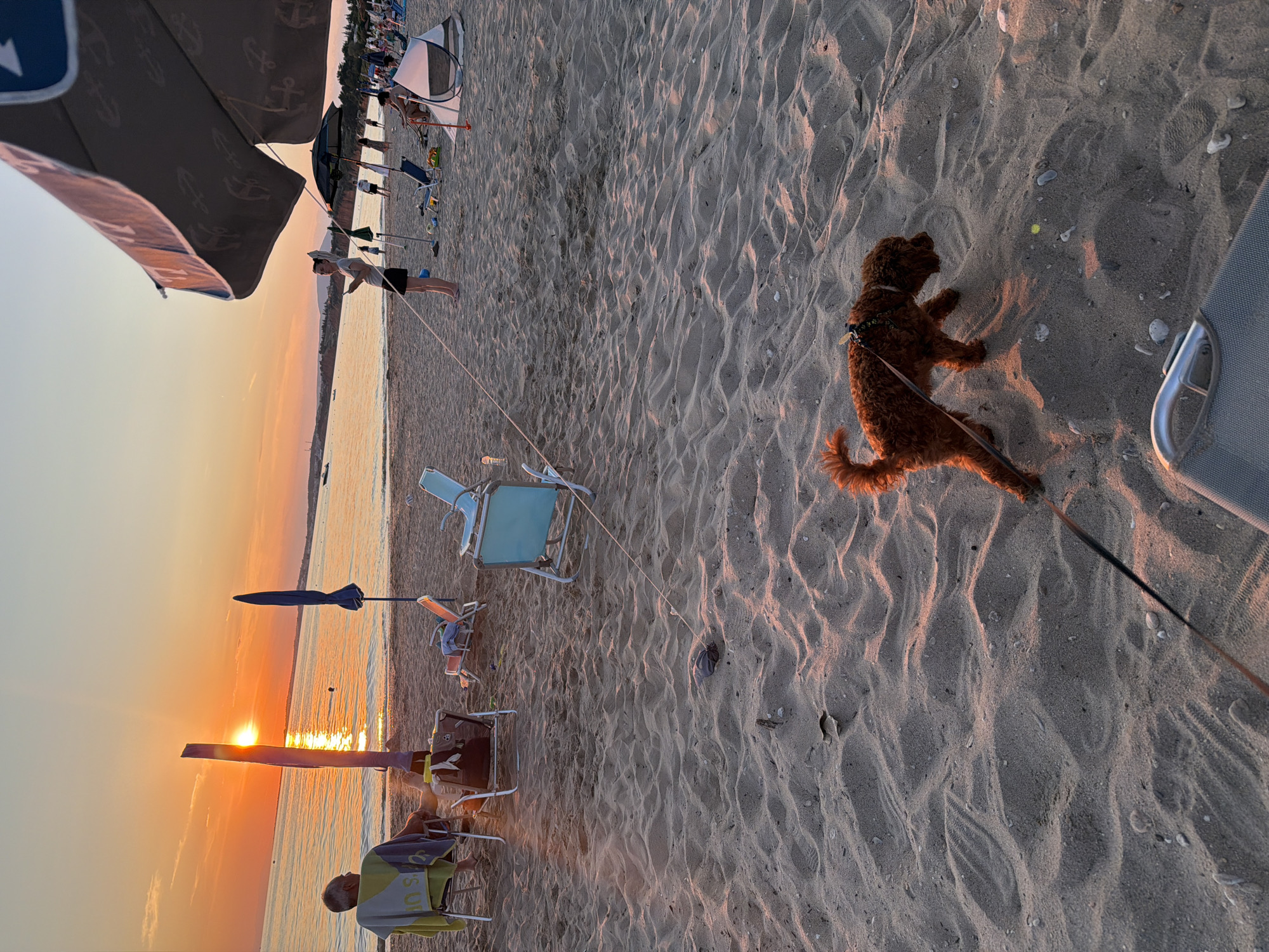 The image depicts a sunset scene on a sandy beach in the city of Πόρτες, Greece. In the foreground, a small, reddish-brown dog with curly fur is walking on the sand, attached to a leash that extends towards the lower right corner of the frame. The dog is wearing a collar. The sand is rippled with shadows from the setting sun.
In the middle ground, there are several beach chairs and umbrellas. A person sits in a chair on the left, facing away from the camera and towards the water, with a towel draped over their shoulders. Two empty beach chairs are positioned nearby. Further to the right, a person stands near a beach umbrella, looking out at the sea, holding what appears to be a phone. A small tent is set up on the sand behind them.
The background features the sea, with gentle waves reflecting the orange and yellow hues of the sunset. The sun is low on the horizon, casting a warm glow across the sky and water. The coastline is visible in the distance, with landmasses and faint structures. The overall atmosphere is serene and relaxed, characteristic of a beach at dusk.