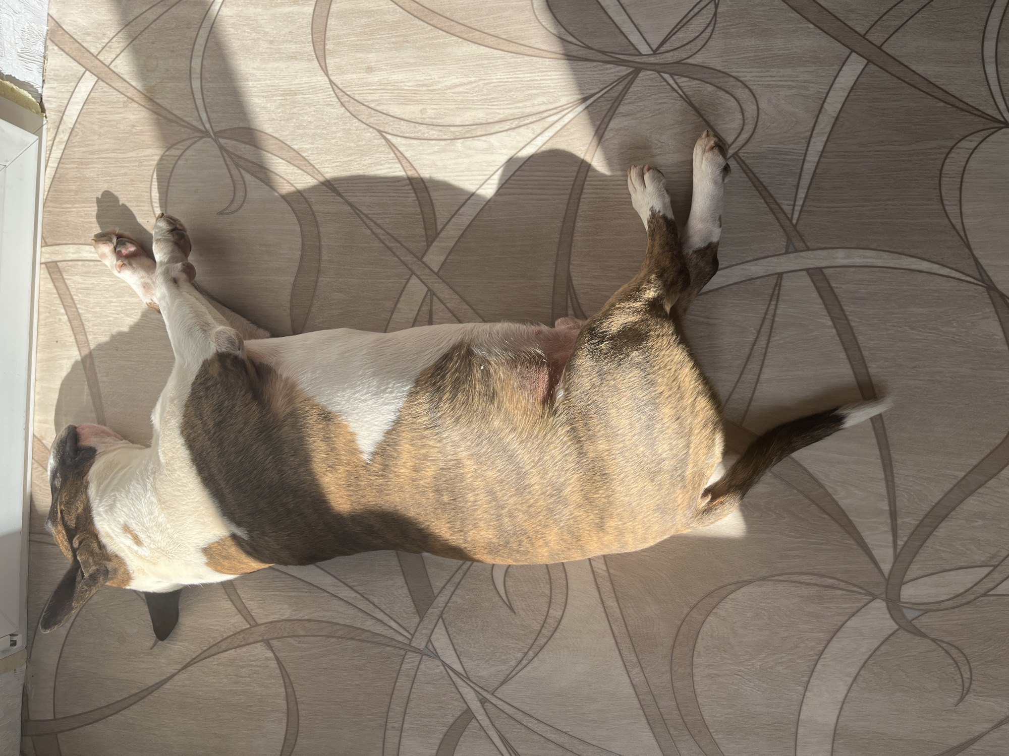 A brindle and white bull terrier lies on its back on a light-colored patterned floor in a room. The dog's paws are extended upward, and its tail is visible. Sunlight casts shadows across the floor. The location is Chaikovsky, Russia.