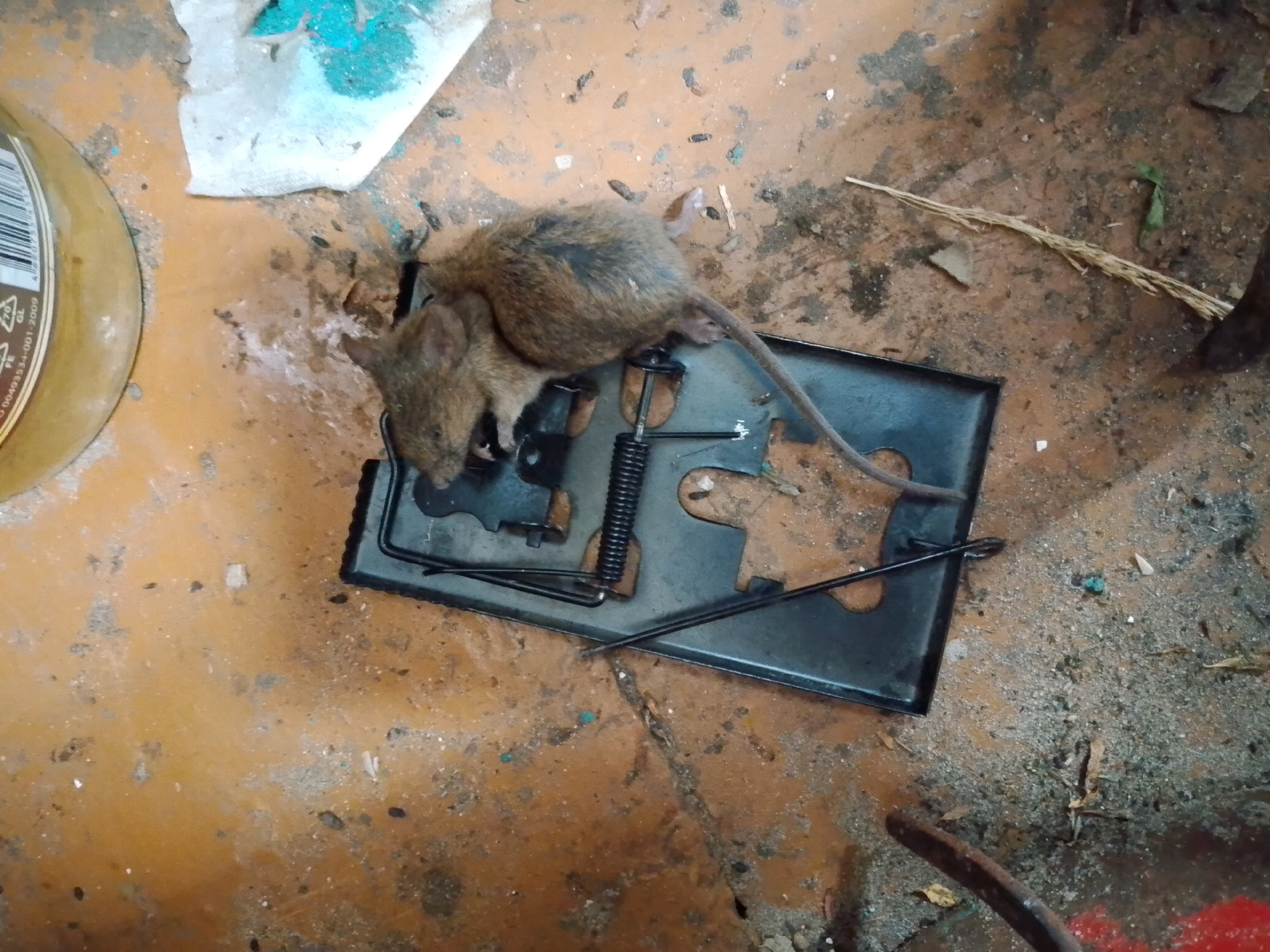 A deceased mouse lies on a black metal snap trap. The trap is situated on an orange, dirty floor with scattered debris, including small pieces of wood, dirt, and what appear to be dried leaves. To the left of the trap is the edge of a cylindrical container with a label. In the background, a crumpled white paper with blue markings is visible. The overall environment appears to be an outdoor or unkempt indoor area. The mouse is brown and furry, with its tail extended. The snap trap mechanism is visible, including a spring and metal bar.