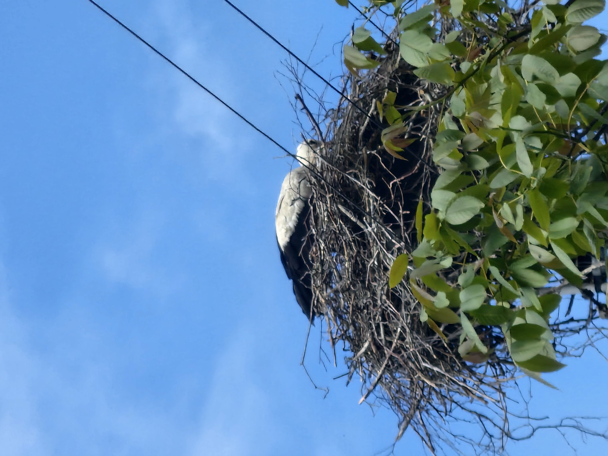A white stork occupies a large, intricate nest constructed from numerous dark branches and sticks, positioned centrally against a clear, light blue sky with minimal cloud cover. The stork, distinguished by its white body plumage and dark primary wing feathers, is settled low within the nest, its head oriented towards the left and partially obscured by nest material. Two taut, dark utility cables traverse diagonally across the upper right quadrant of the image, passing behind the nest. The lower portion of the frame is dominated by vibrant green foliage from a tree or bush, featuring broad leaves, some with reddish-brown tips, which partially obscure the nest's base. Bare tree branches are visible around the nest's periphery. The scene is located in the city of Unknown, Unknown.