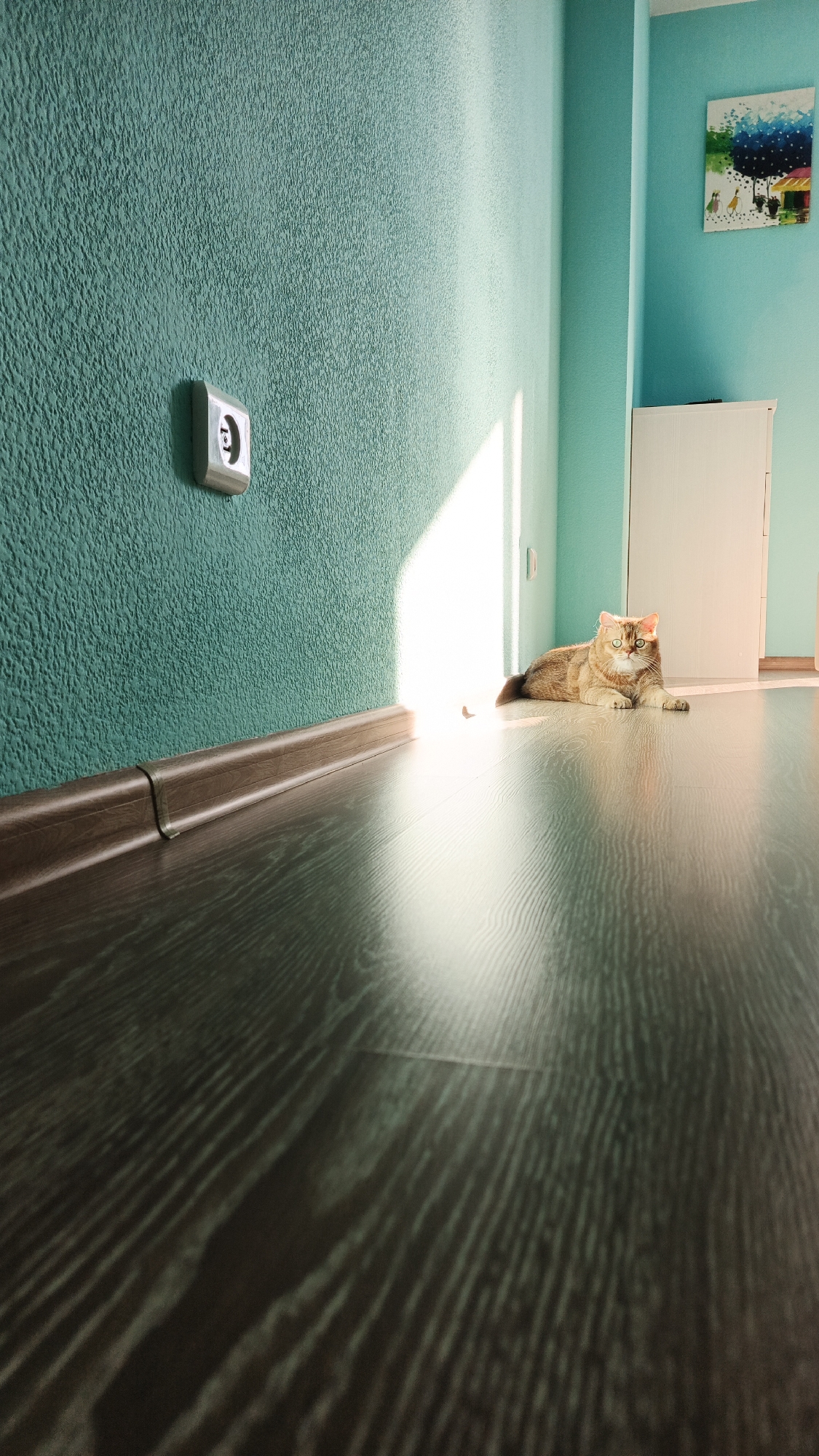 This media file depicts an indoor scene in what appears to be a room with light blue walls and a dark wood-patterned floor. The sun is shining brightly through a doorway or large window, casting a sharp beam of light across the floor and up the wall.
In the foreground, the floor features a prominent wood grain pattern, with reflections of the light creating a glossy effect. A dark brown baseboard runs along the bottom of the wall. On the left wall, which has a textured, greenish-blue finish, there is a silver electrical outlet.
In the mid-ground, a golden-brown cat is resting comfortably on the floor, bathed in the sunlight. The cat is looking towards the camera with alert green eyes. Behind the cat, a white cabinet or piece of furniture stands against the wall.
Further in the background, on the right wall, a small, colorful abstract painting is hung. The painting features bright splashes of blue, yellow, and white, with some darker elements that could represent trees and figures. The overall mood of the image is serene and peaceful, with the sunlight creating a warm and inviting atmosphere. The time of day is clearly indicated by the strong directional sunlight, suggesting it is likely daytime, possibly morning or afternoon. There is no visible text in the image. The location context is Yekaterinburg, Russia.