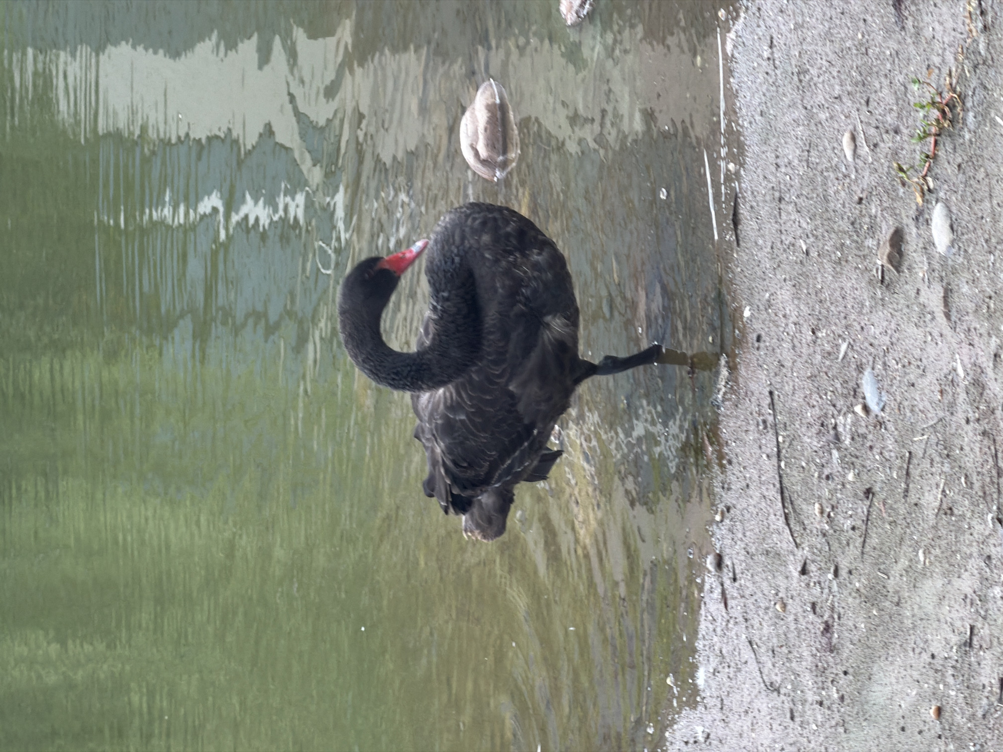 A black swan stands on one leg at the edge of a body of water. The water is a murky green color, and the bottom is visible in some areas. The swan has black feathers and a red beak. It is facing to the left, with its neck curved. In the background, there is a reflection of a light-colored structure on the water. The foreground is a sandy or muddy shore with small pebbles and some sparse green vegetation. The image appears to be taken outdoors in a natural setting. There are no people visible in the image.