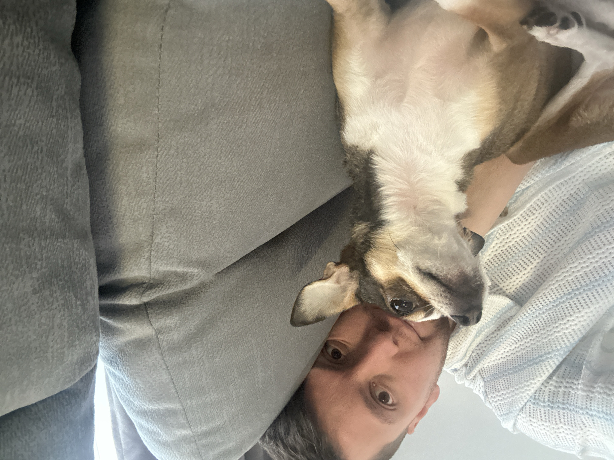 The image is a close-up, upside-down selfie of a person and a dog. The person's face is visible, with their eyes open and looking towards the camera. They have short, dark hair. The dog, a small breed with brown and white fur, is positioned above the person's head, its face resting near the person's cheek. The dog's eyes are also open, and it appears to be looking towards the camera.
The setting seems to be indoors, with a gray, textured fabric, likely a couch or blanket, occupying the left side of the frame. A light blue and white patterned fabric, possibly a blanket or sweater, is visible on the right side. The lighting suggests it might be daytime, but no specific time of day can be determined. The overall mood appears to be one of affection and closeness between the person and the dog. There is no visible text in the image. The location context provided is Мирный, Russia.
