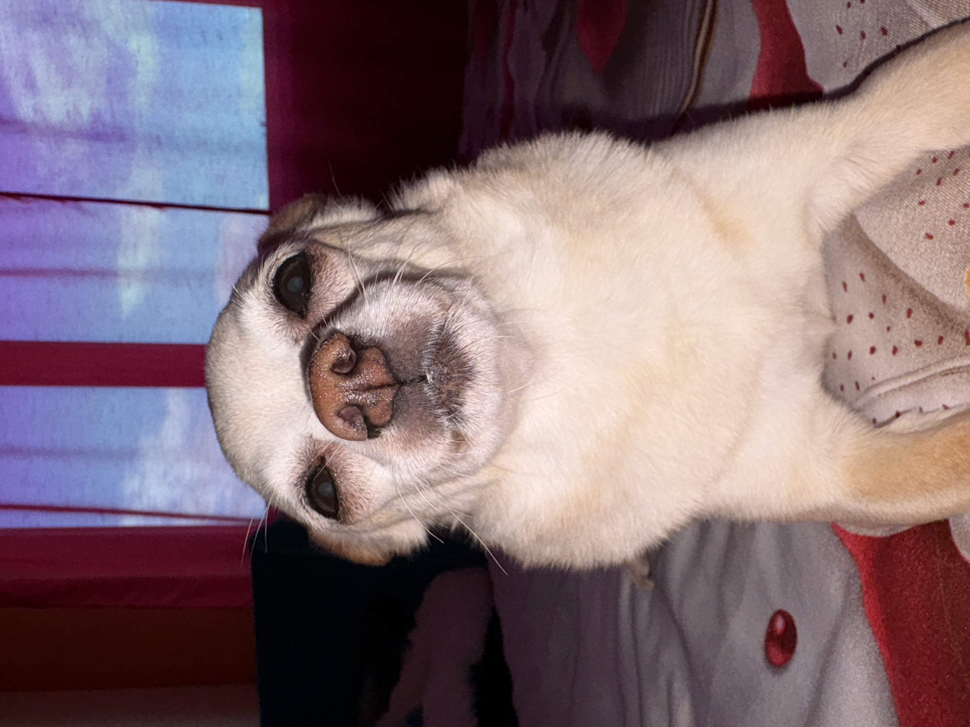The image is a close-up, eye-level, portrait-style photograph of a light-colored chihuahua dog. The dog is facing the camera directly, with its head tilted slightly upwards. Its eyes are dark and appear somewhat clouded, and its snout is a prominent feature, with a moist, pinkish-brown nose. The dog's ears are short and floppy. The background is out of focus, but appears to be a room with curtains that are a mix of pink and blue, suggesting artificial lighting or the effect of a projected image. The dog is sitting on a surface that looks like a bed, covered with fabric that has a subtle pattern. There is a small, round, red object visible on the bedding to the lower left of the dog. No specific location in the city of Vratsa, Bulgaria, can be determined from the image.
