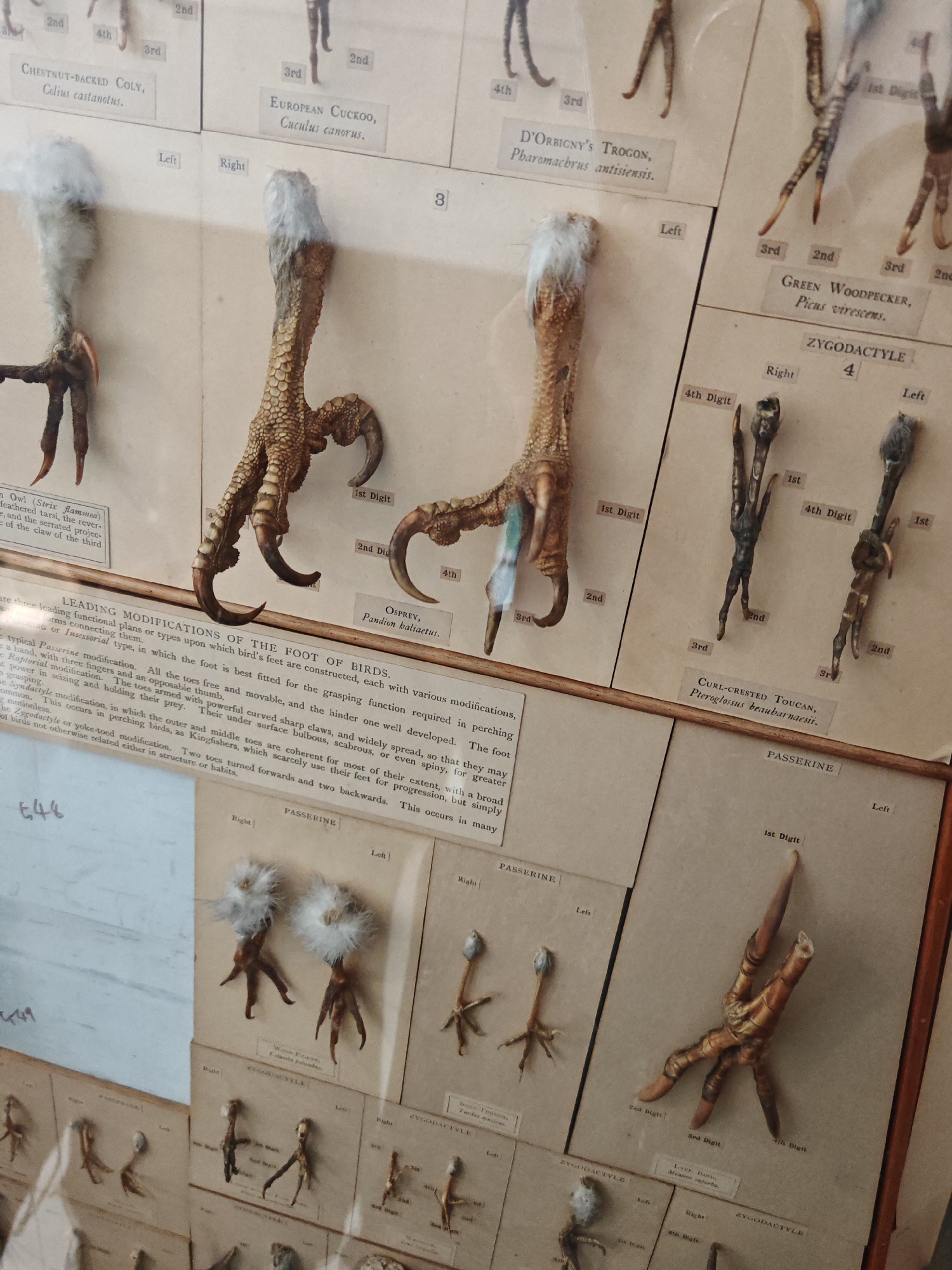 This image is a close-up of a museum exhibit showcasing the diverse morphology of bird feet. The exhibit is arranged in a grid-like fashion with various bird feet specimens displayed alongside labels identifying the species and foot type. The foot types represented include passerine, raptorial, and zygodactyle, each adapted for different functions such as perching, grasping prey, or climbing. The labels identify species like Chestnut-backed Coly, European Cuckoo, D'Orbigny's Trogan, Osprey, Green Woodpecker, and Curl-crested Toucan. Some feet have remnants of feathers attached. The exhibit also includes textual descriptions of the functional modifications of bird feet. There is no indication of the location being the city of London, United Kingdom.