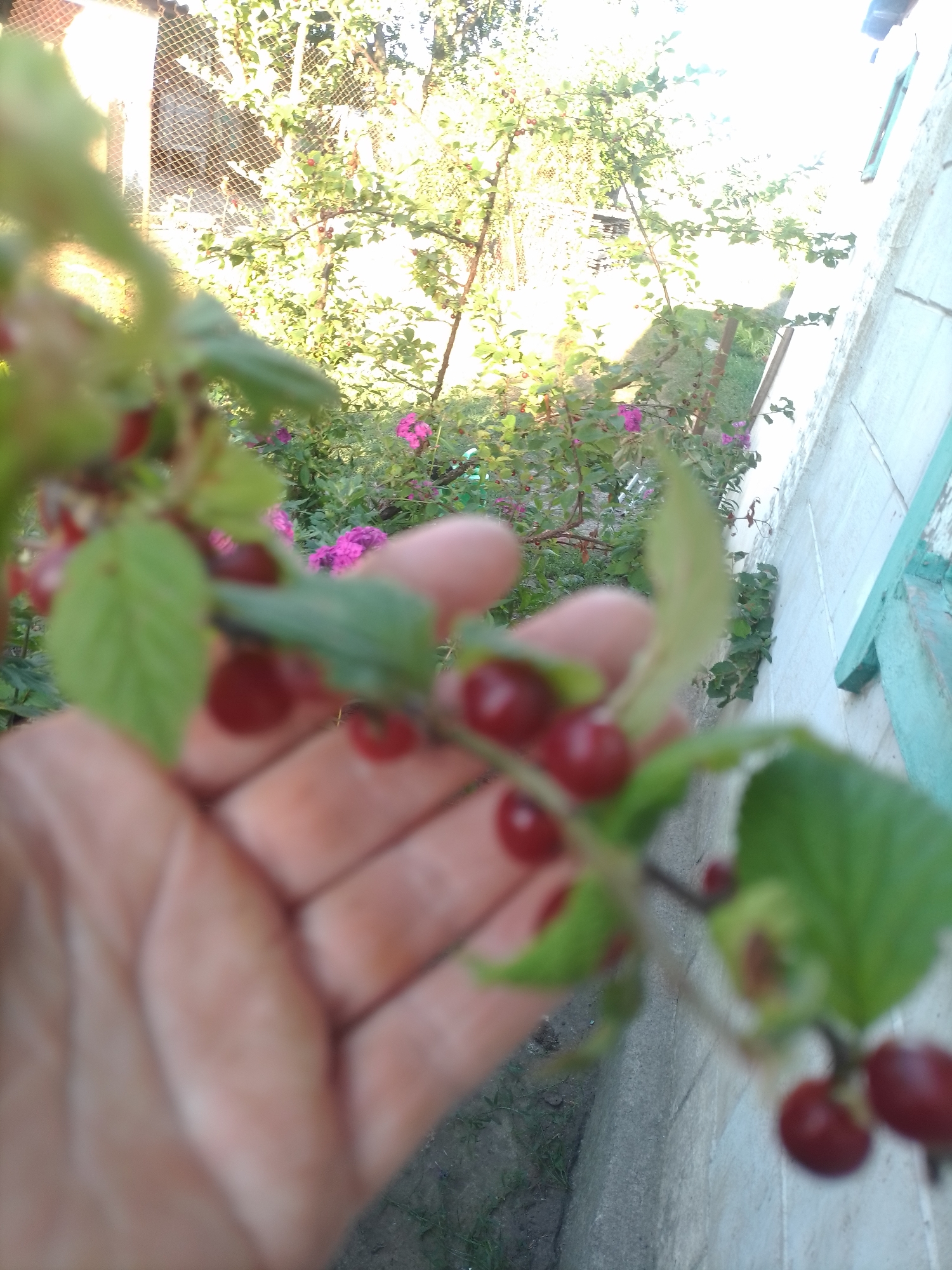 In Ustyvytsia, Ukraine, a hand is reaching out to a branch laden with ripe cherries. The image is taken at an upward angle, with the cherries in the foreground out of focus, and a backdrop of lush greenery and a building wall. The cherry branches are covered in green leaves and red cherries. In the background, a building with a tin roof and a wire fence can be seen. The wall of the building is made of concrete. A few pink flowers are also visible on the bushes behind the cherry tree. The overall scene suggests a warm, sunny day in a garden or yard setting.