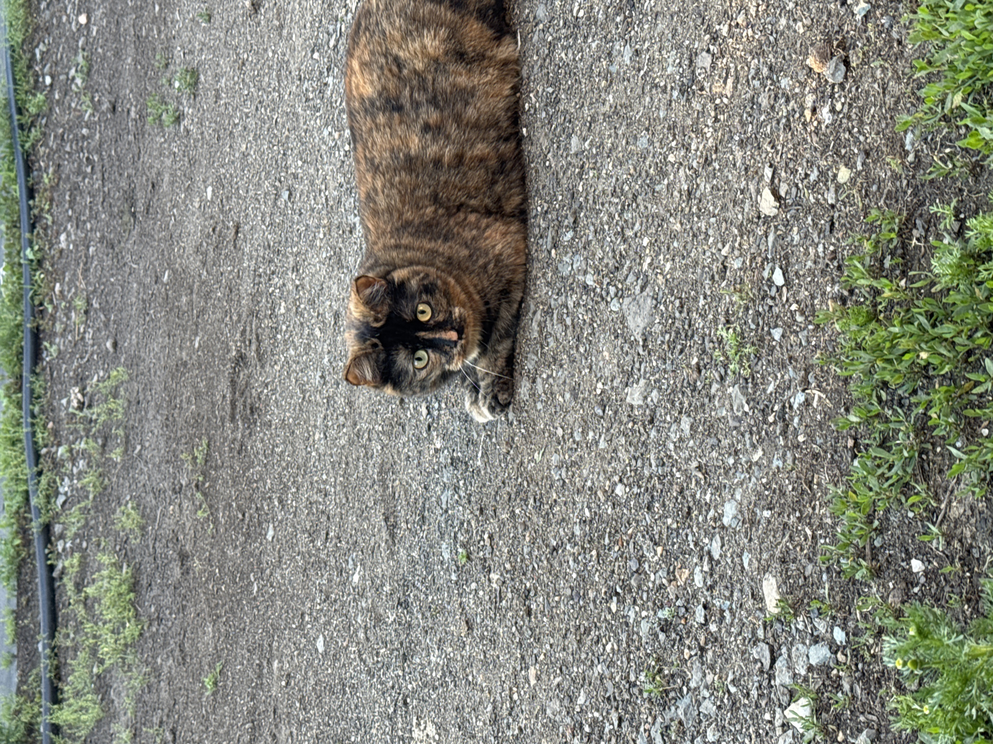 A tortoiseshell cat is lying on a gravelly surface in Starokhalilovo, Russia. The cat is facing forward, with its head slightly tilted. Its fur is a mixture of brown, black, and orange. Green grass is visible in the foreground and background. A black hose runs horizontally along the top of the image.