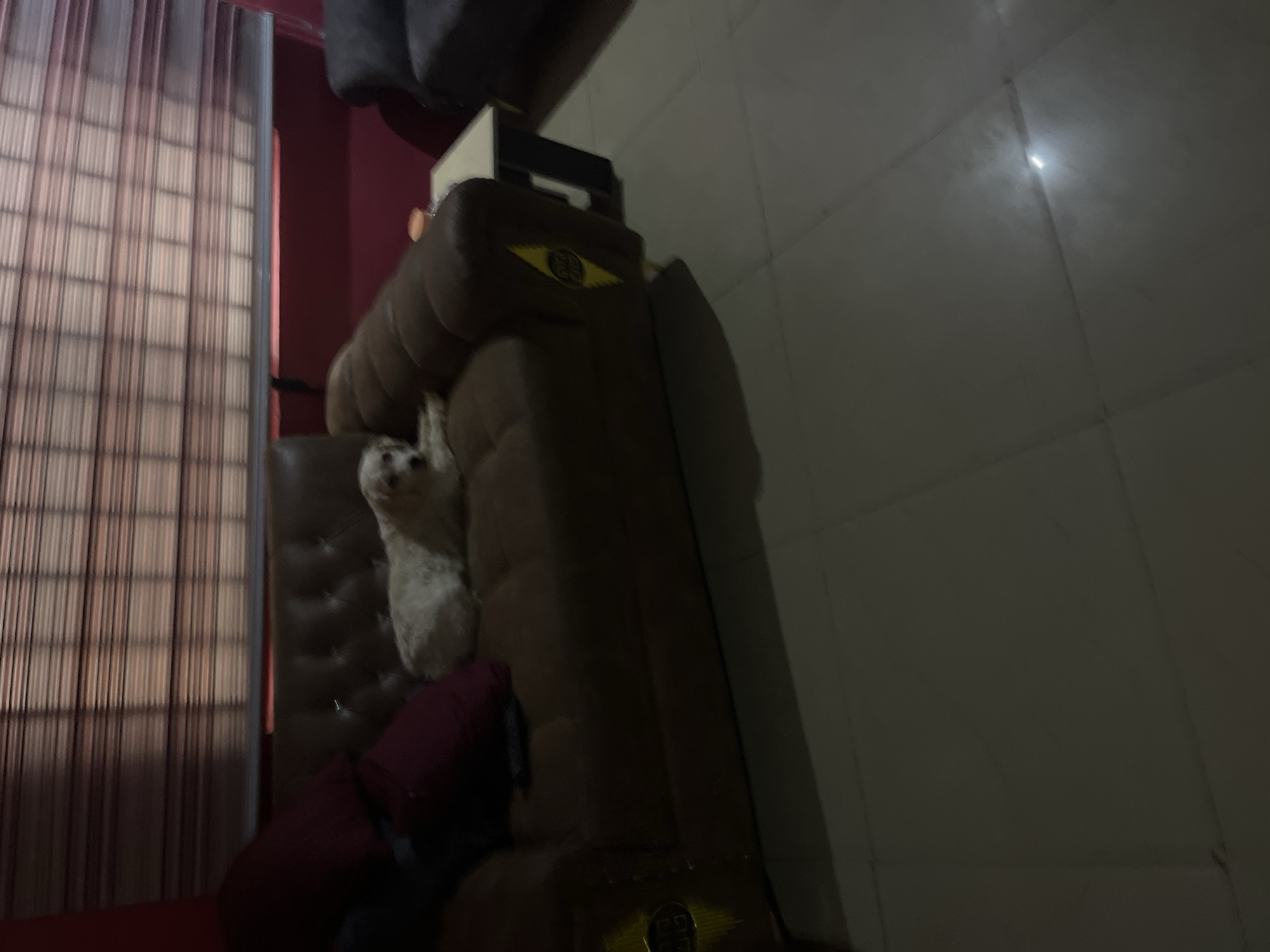 The image depicts a dimly lit living room interior, possibly in the city of Jos, Nigeria. A light-colored dog is resting on a brown leather tufted sofa. Next to the sofa is a small end table with a light-colored top and dark legs. The wall behind the sofa is painted red and features horizontal blinds on a window. The floor is tiled with large, light-colored square tiles. The overall lighting suggests it is evening or nighttime.