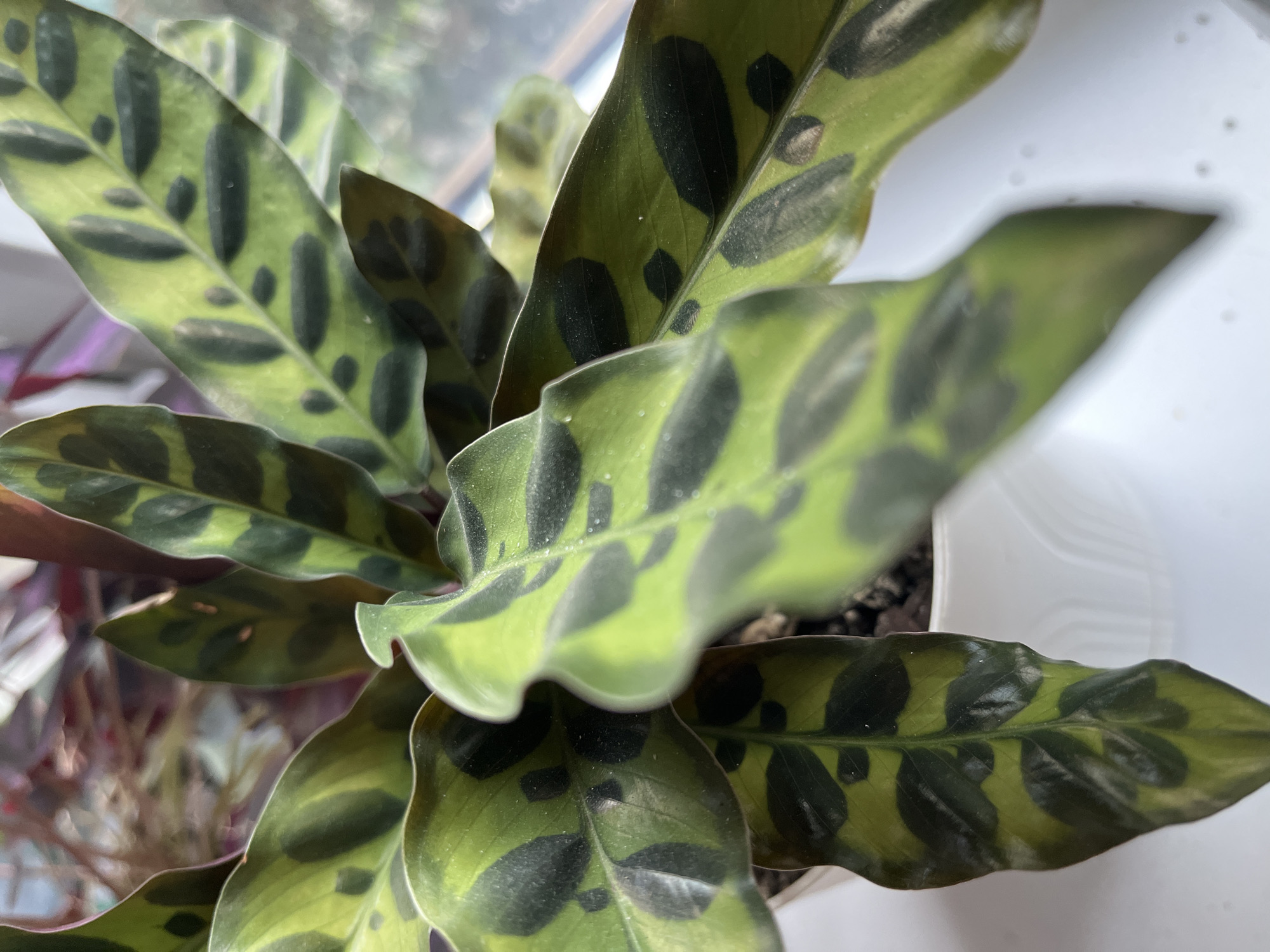 The image shows a close-up of a potted plant with distinctive green leaves marked with dark green or black oval spots. The leaves have a slightly wavy texture. The plant is in a white pot with a ribbed texture. The background is blurred, but suggests an indoor setting with natural light, possibly near a window, with other plants or objects visible behind it. There are no people present in the image. The location of Krasnyye Barrikady, Russia is not discernible from the image itself.