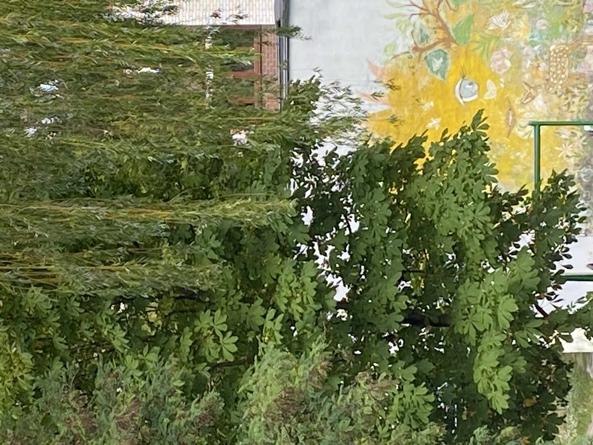 The image shows a view of a wall with a mural, partially obscured by trees. The mural features a large yellow sun-like face with blue eyes and a mouth, surrounded by various floral elements and a spotted fawn. A section of a brick building with windows is visible above the mural. The foreground is dominated by lush green foliage from two types of trees: one with palmate leaves and another with long, weeping branches. A metal structure, possibly part of a playground, is partially visible at the bottom. The scene appears to be outdoors, in a setting that combines natural elements with urban features. The style of the mural and the surrounding vegetation suggest a public space, possibly a schoolyard or park in the city of Brest, Belarus. There are no people visible in the image.