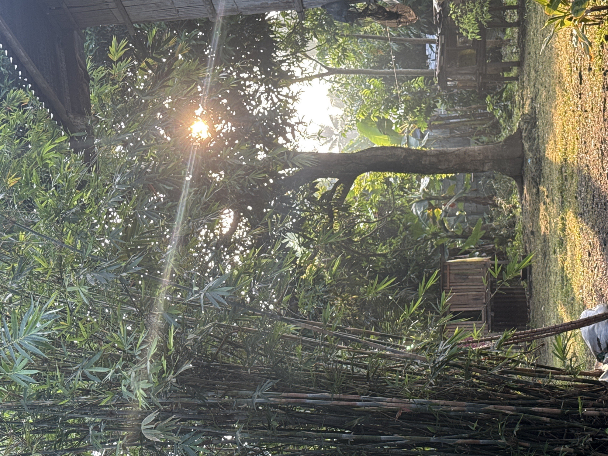 This image captures a sunlit, vegetated outdoor scene in the City of Carmen, Philippines, likely during early morning or late afternoon hours due to the low-angle sun. The left side features a dense cluster of tall bamboo stalks and green leaves. Centrally located, a large tree with a thick, dark trunk and a full canopy of green leaves stands, partially obscuring the sun which emits a prominent starburst effect and multiple lens flares. To the upper right, a section of a rustic wooden structure with a dark, corrugated roof is visible. Further to the right, a smaller, elevated wooden structure, resembling a chicken coop or shed, stands on stilts. The ground cover consists of green grass interspersed with patches of sunlit earth and pebbles. Additional trees and foliage are visible in the background, creating a lush, verdant environment. No individuals are present in the image. A white sack is partially visible on the ground at the base of the bamboo on the lower left.