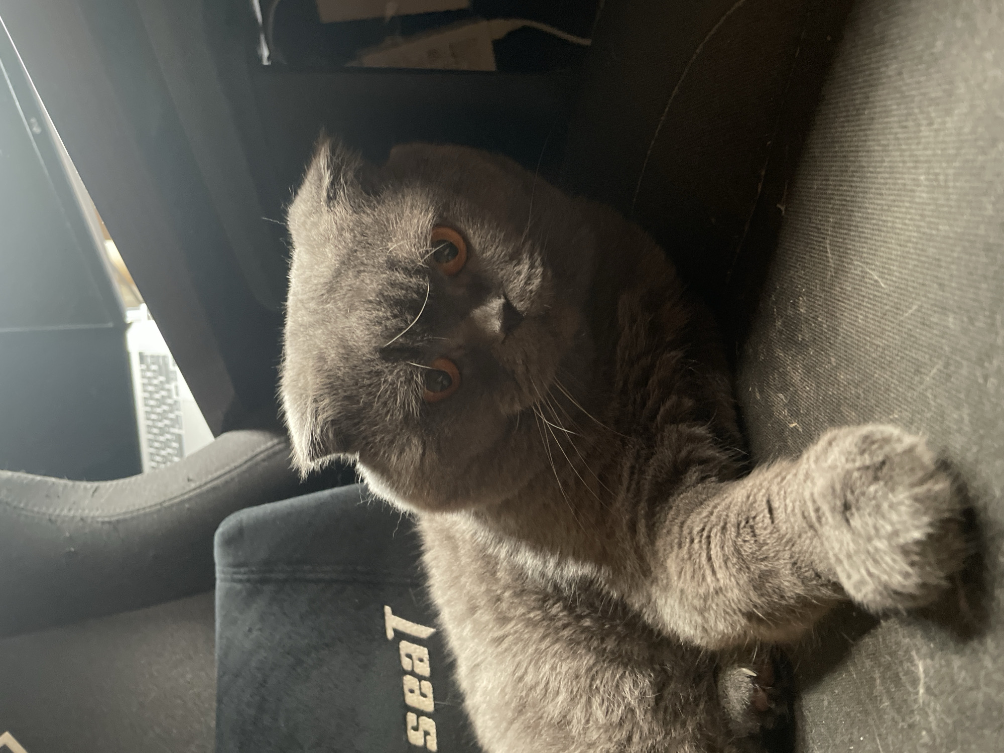 A gray Scottish Fold cat with amber eyes is lying on a black seat with a cushion. The cushion has the word "seat" visible on it. The cat's paw is extended towards the viewer. The background includes parts of the seat and what appears to be a computer desk. The location is unknown.