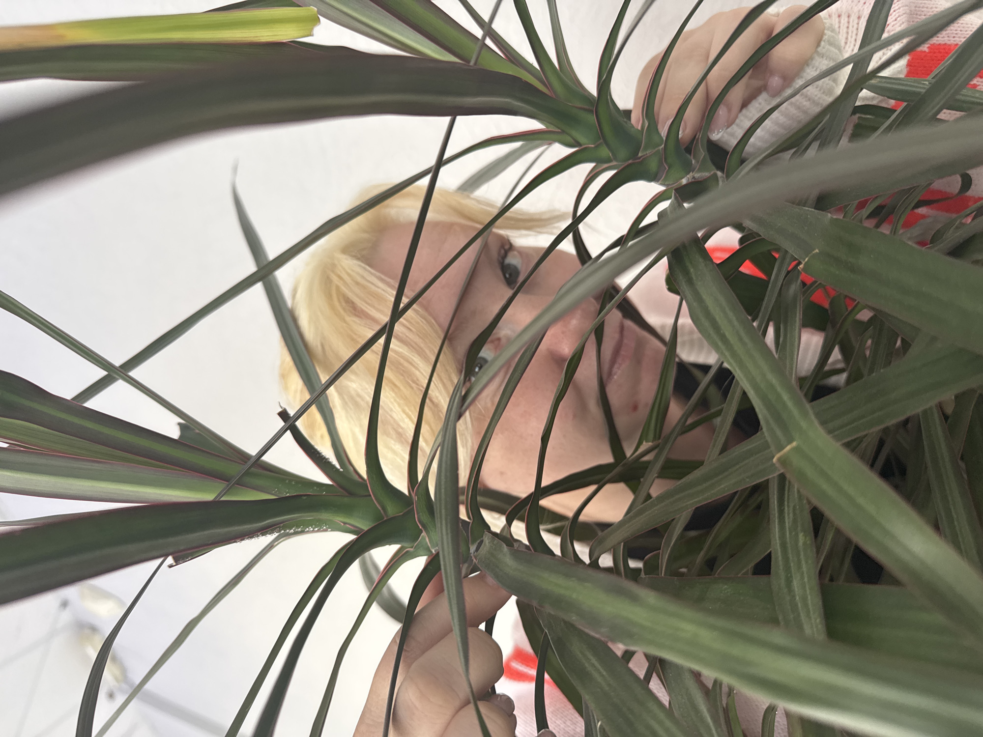 A low-angle shot depicts a person with short blonde hair, appearing to be a fair-skinned woman, partially obscured by the foliage of a Dracaena plant. She has fair skin, with light eyebrows, with her eyes looking towards the viewer. The person is wearing a light-colored sweater with red details. The plant has long, slender, green leaves with reddish edges. The background is a plain white surface. The image appears to be taken indoors, with artificial lighting present. The location is not deducible from the image.