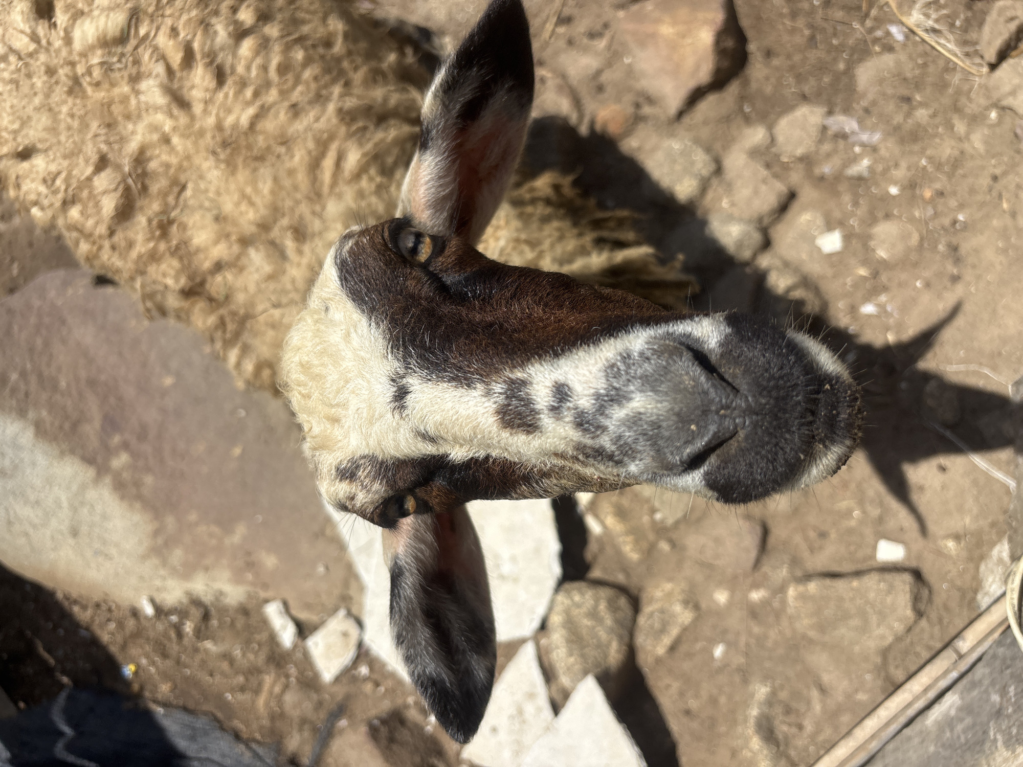 A medium shot, taken from a low angle, shows the head of a sheep with brown and white markings. The sheep is looking directly at the camera. Its fur is light brown and textured. The background consists of dry, dusty ground with scattered rocks and some debris. The lighting suggests it is daytime with harsh sunlight creating shadows. The location is identified as the Cồn Mía sheep farm in the Hòa Vang district, Đà Nẵng, Vietnam.