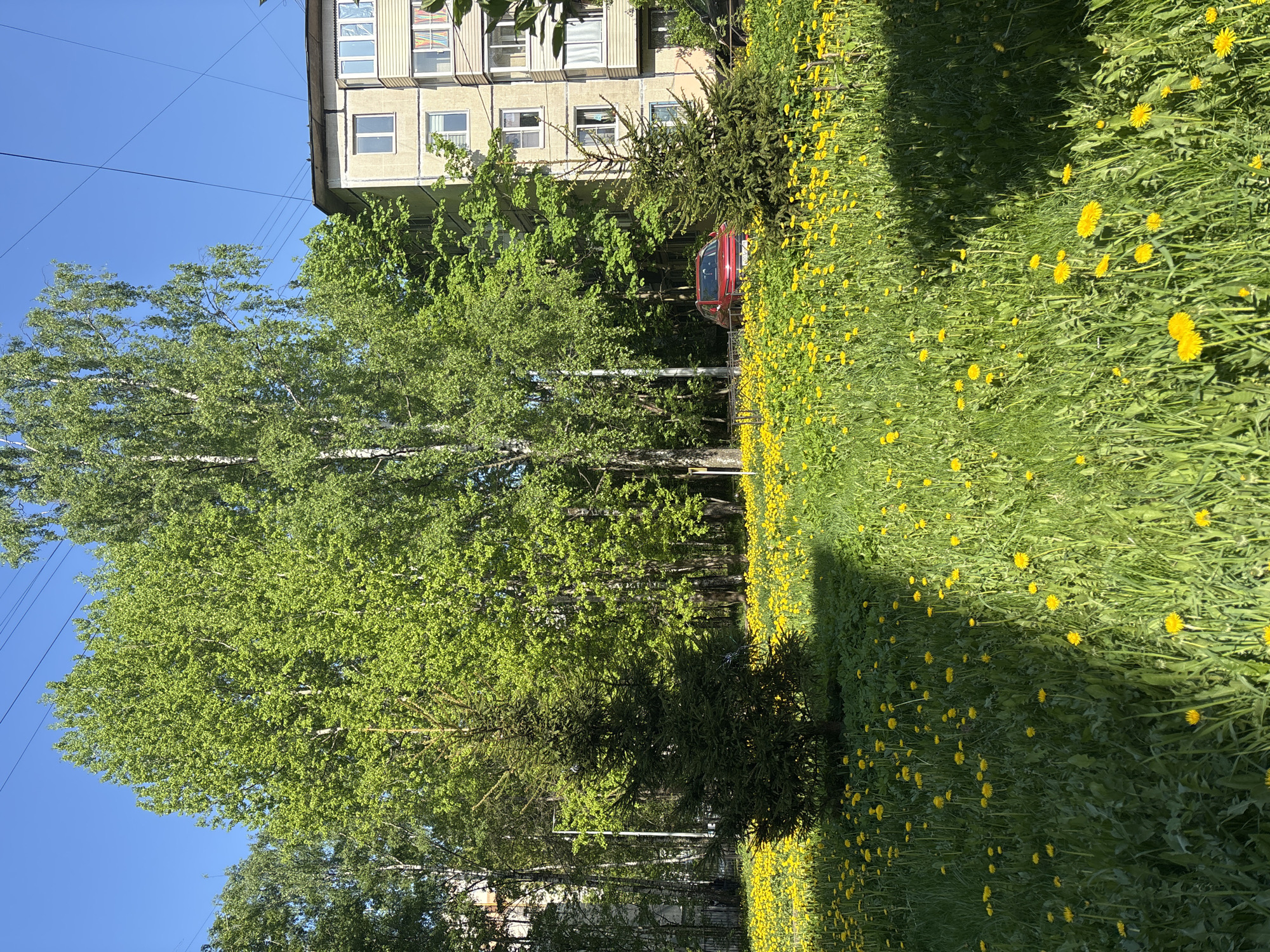 The image shows a grassy field with yellow dandelions, located in Vsevolozhsk, Russia. Behind the field, there's a light-colored, multi-story building, partially obscured by trees. A red car is parked between the trees and the building. The sky is blue. The image appears to be taken during a sunny day.