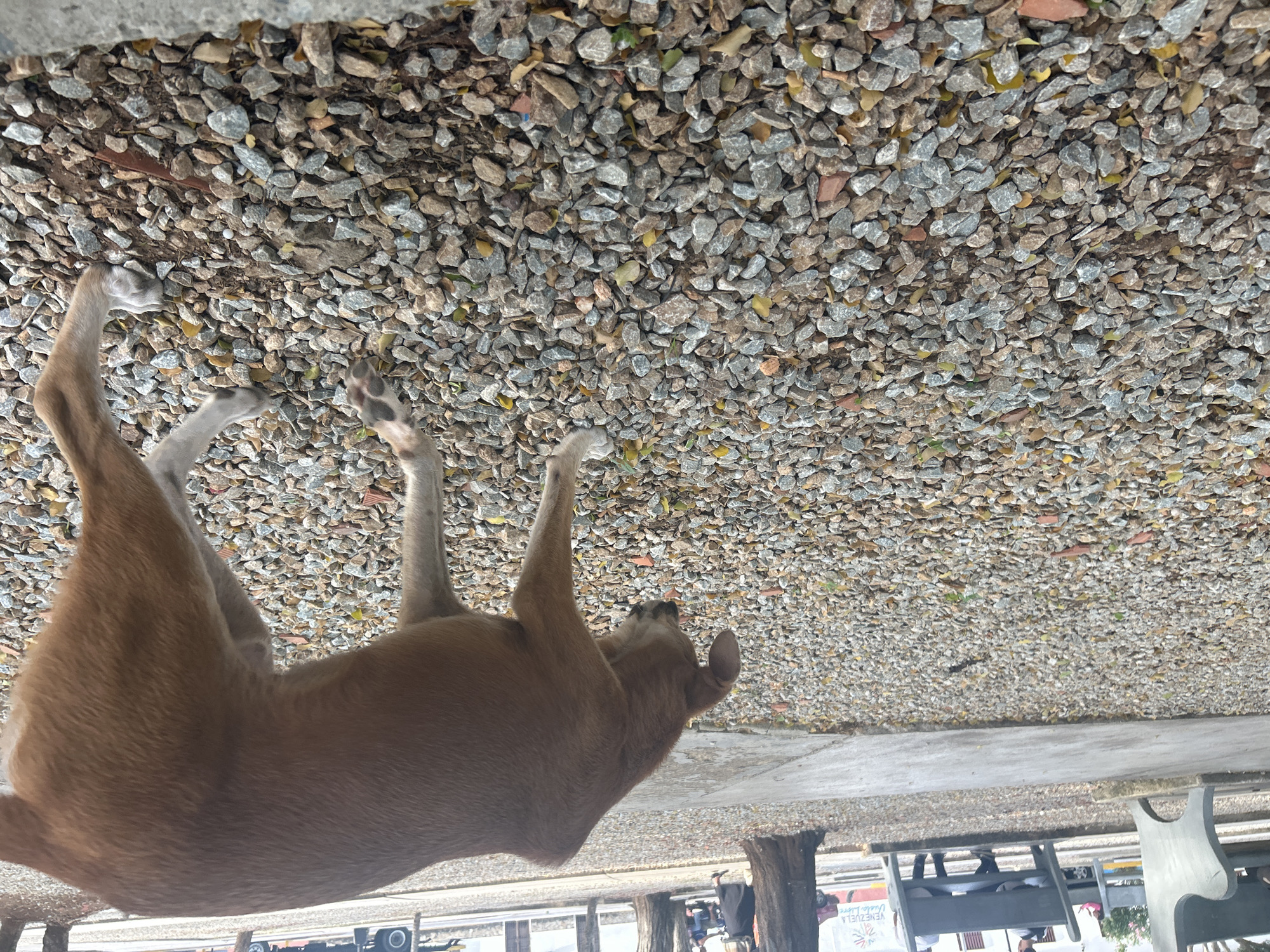 In a public outdoor area in Santa Ana, Venezuela, a medium-sized tan dog with a lean build is shown from the side, sniffing the ground. The dog is positioned in the foreground on a gravel path, its head lowered and tail slightly raised. The background reveals several park benches, some occupied by individuals. A tree is visible to the right of the dog. The ground is covered with a mix of grey, brown, and reddish stones, with a few scattered dry leaves. A concrete pathway runs horizontally across the mid-ground, separating the area with the dog from the benches and background elements. In the far background, there are buildings and hints of vehicles.