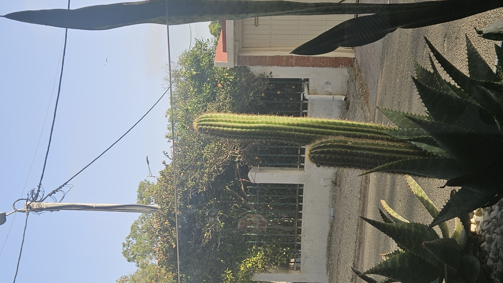 A vertical outdoor shot captures a collection of desert plants, including a tall columnar cactus, a shorter, wider cactus, and several aloe vera plants, arranged in the foreground. Behind them, a white-topped fence with green metal bars runs horizontally across the middle ground. Beyond the fence, dense green foliage from trees with orange fruits is visible. To the right, a building with a white door and a red-tiled roof is partially visible. In the background, a utility pole with numerous wires stretches across the clear blue sky. The scene appears to be a residential area, possibly a yard or roadside, bathed in natural daylight.