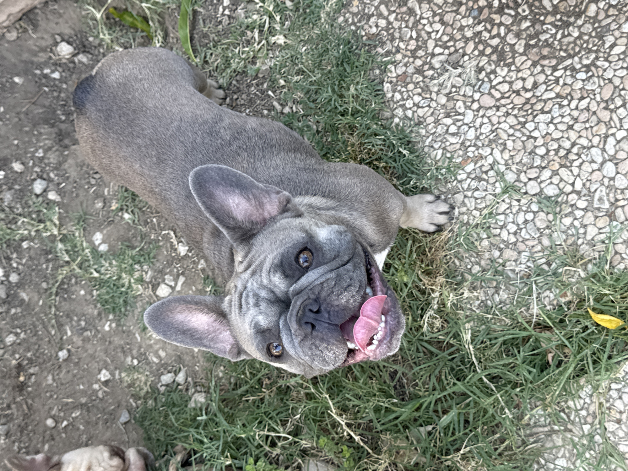 An overhead shot shows a fawn-colored French Bulldog standing on a patch of grass and pebbles. The dog is facing upwards, with its mouth open and tongue out, appearing to pant. Its large, erect ears are visible, and its eyes are a dark brown. The ground is a mix of dry dirt, green grass, and small, light-colored pebbles. The background is out of focus, but appears to be an outdoor environment. The image was taken outdoors on a sunny day, as indicated by the lighting and the dog's expression.