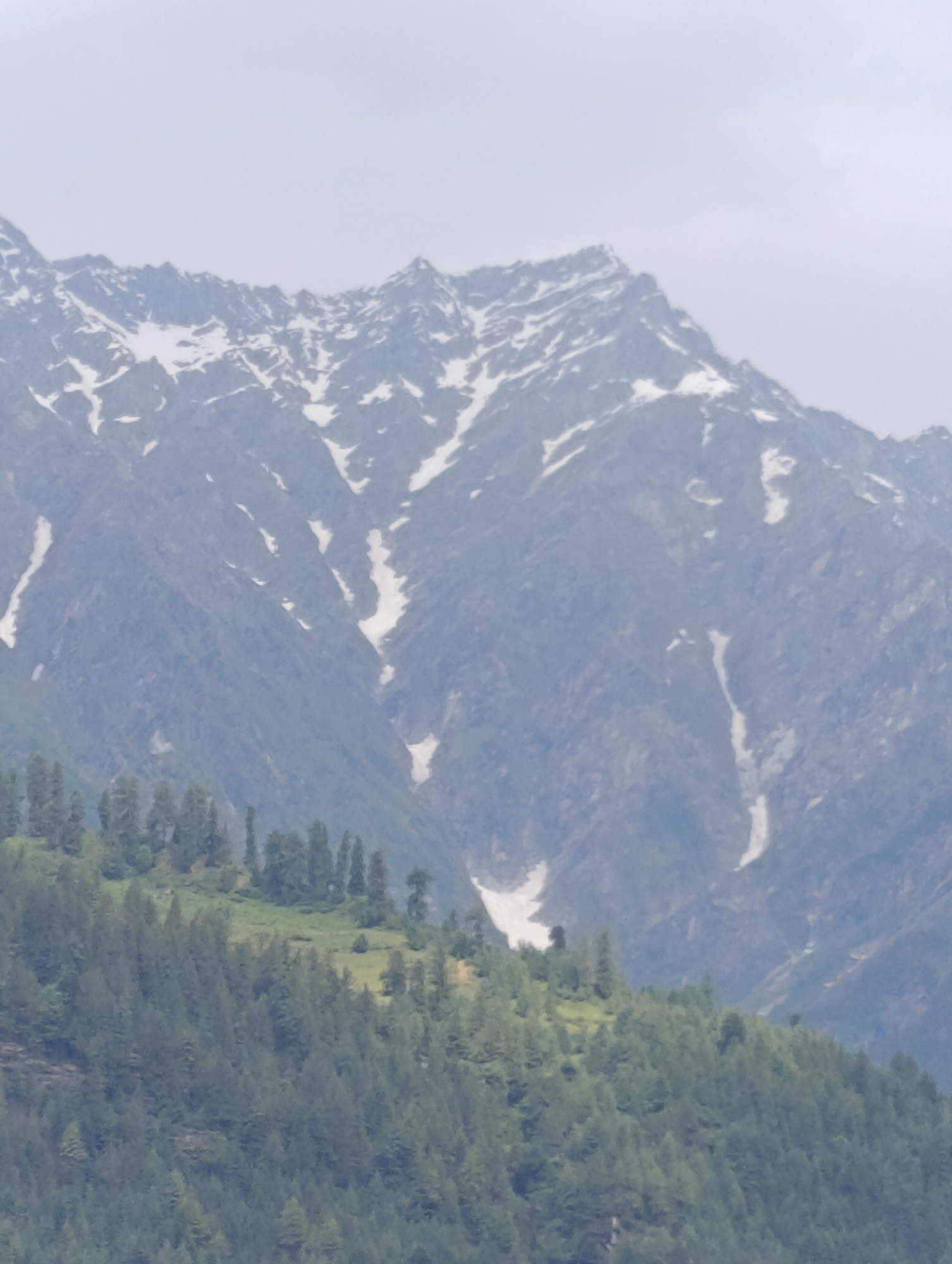A wide shot captures the majestic, snow-capped peaks of the Himalayas in Vashisht, India. The mountains are jagged and imposing, with streaks of white snow contrasting against the dark, rocky slopes. The lower parts of the mountains are covered in lush, green pine trees, creating a vibrant, textured foreground. The sky above is overcast, with a hazy, diffused light that softens the overall scene. The image is dominated by natural elements, with no man-made structures or people visible.