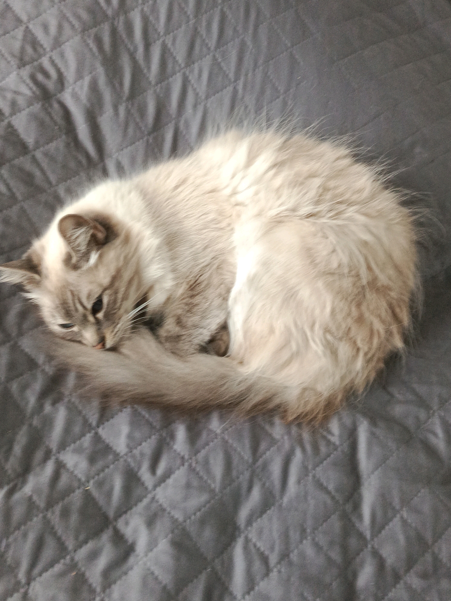 A light-colored, fluffy cat with blue eyes is curled up on a grey, quilted surface. The cat's tail is wrapped around its body. The scene is indoors, likely on a bed or sofa. The image does not provide enough context to determine the location in Буйніцкі сельскі Савет, Belarus.