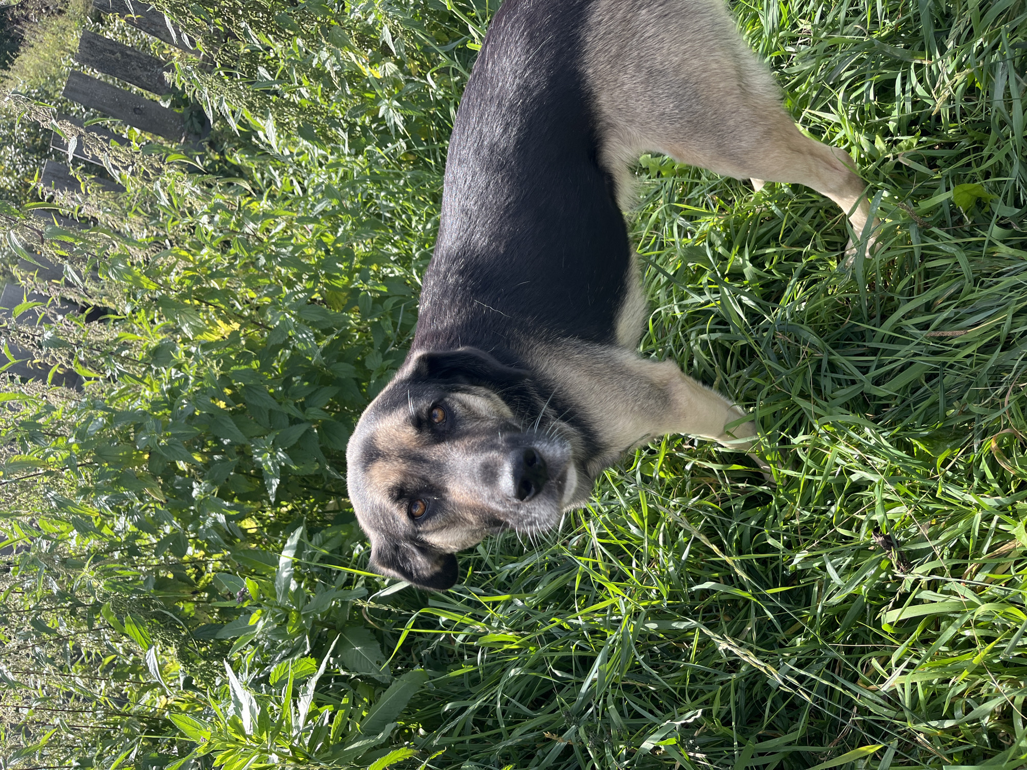 A medium-sized dog with black and tan fur stands in tall green grass. The dog is facing the camera with its head turned slightly to its left, and its ears are perked. Behind the dog, there is a dense area of green foliage, possibly weeds or wild plants, and a weathered wooden fence can be seen in the background. The scene appears to be outdoors, likely in a natural or unkempt area within the city of Nizhny Tagil, Russia, given the provided context. The lighting suggests it is a sunny day.