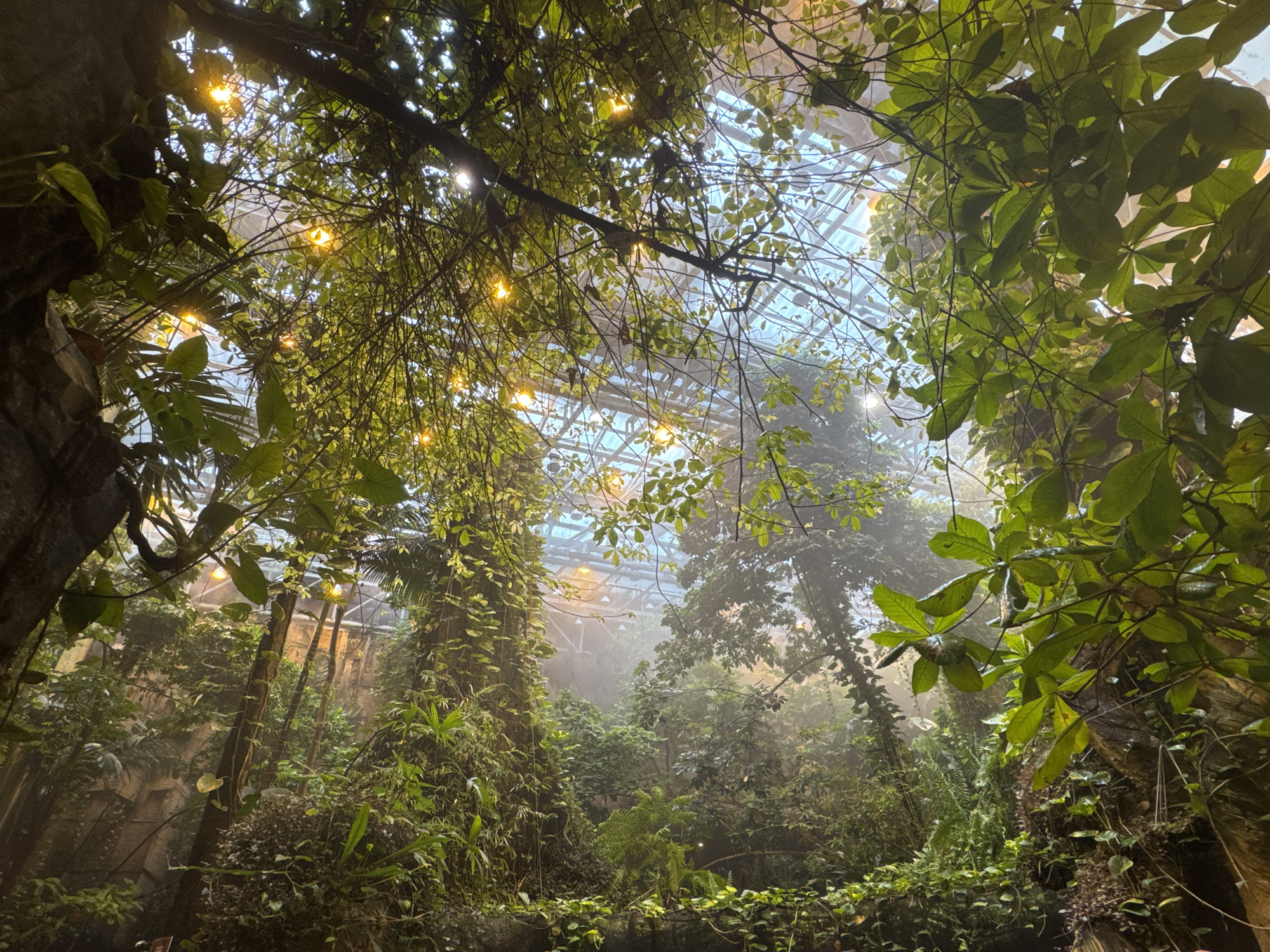 The image depicts an interior view of a greenhouse, likely located in the city of Bakırköy, Turkey. Dense foliage fills the frame, consisting of various trees, vines, and plants. The vegetation is lush and green. Overhead, a glass ceiling with a steel framework is visible through the leaves. String lights hang from the branches. A light mist or fog permeates the air, creating a soft, diffused light. No people are visible in the image.