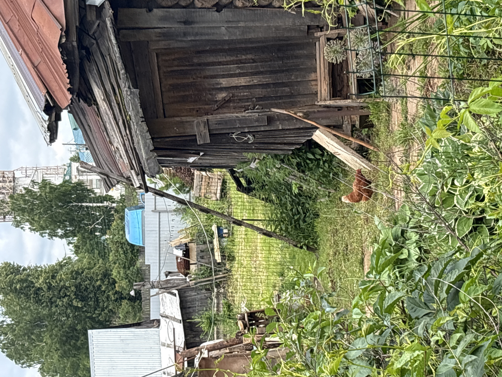 The image depicts a rustic backyard scene in the village of Kstinino, Russia. In the foreground, lush green foliage partially obscures the view. A chicken with brown and white feathers is visible in the mid-ground, standing on a grassy area. Behind the chicken is a weathered wooden shed with a sloping, corrugated metal roof. The shed has vertical wooden planks for walls and a wooden door. To the left of the shed, a metal fence runs across the image. In the background, trees, a blue structure, and what appears to be a church or bell tower are visible under an overcast sky. The overall impression is one of a rural, slightly disheveled environment.