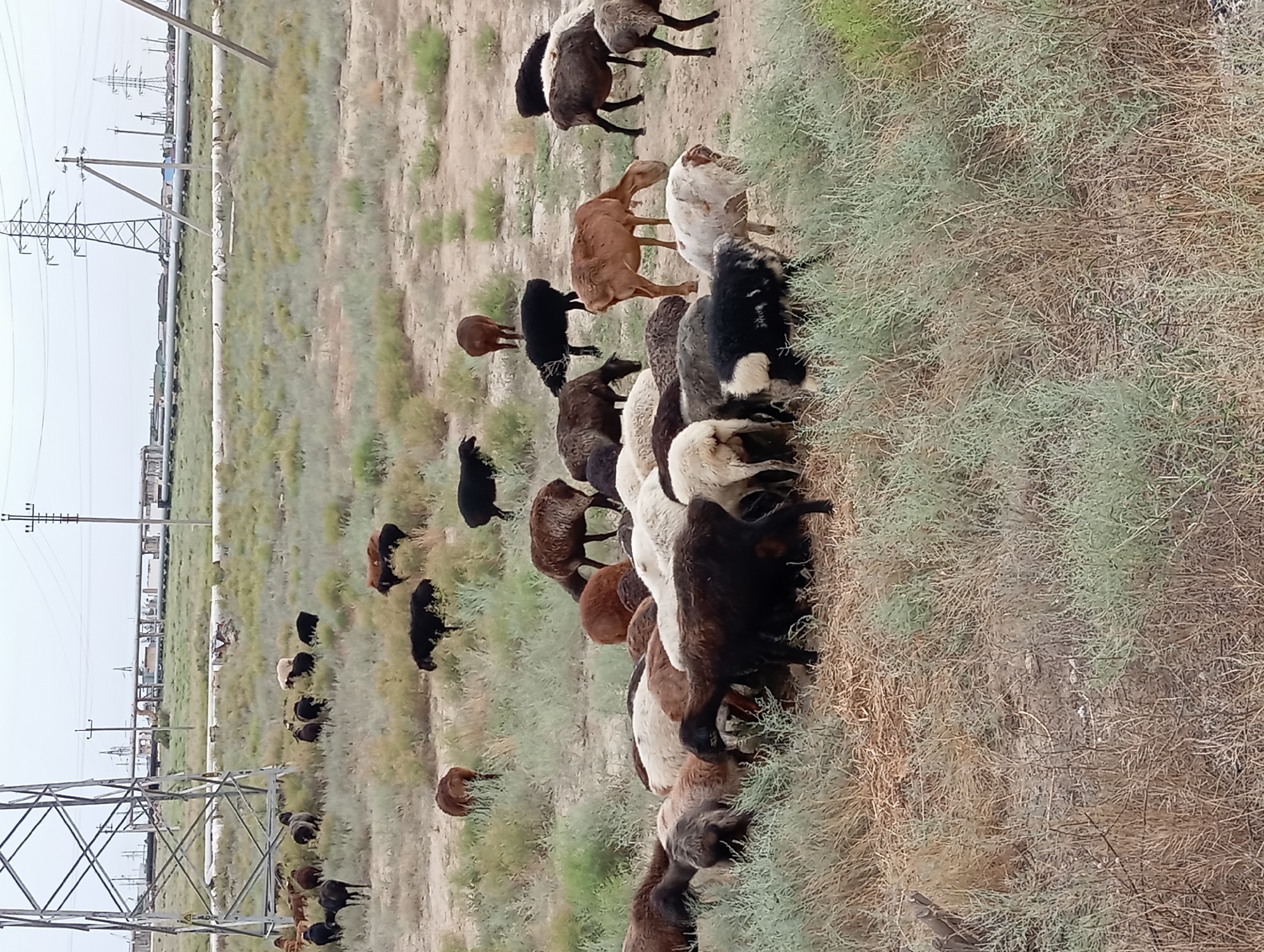 This image shows a flock of sheep grazing in a dry, grassy field. In the background, there are power lines and industrial infrastructure. The terrain appears arid, with sparse vegetation. The sheep are a mix of brown, black, and white. Some are grazing, while others are standing or walking. The sky is overcast. This scene is consistent with the landscape found in the outskirts of Aktau, Kazakhstan, which is known for its steppes and proximity to industrial areas.