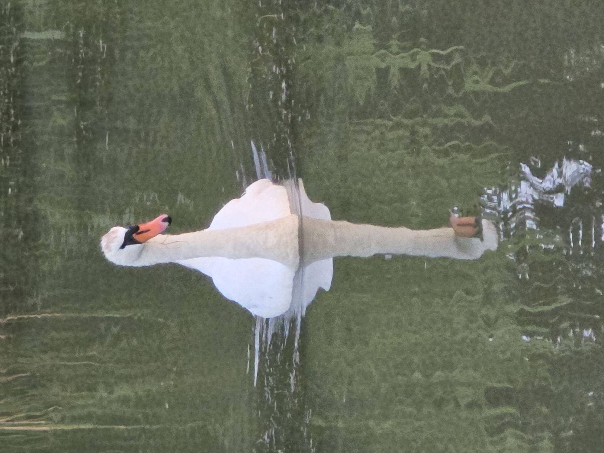 A white swan with an orange beak floats on dark green water, its reflection visible below. The swan is positioned in the center of the frame, facing right, with its head slightly tilted down. The water's surface is rippled, creating abstract patterns that obscure any discernible details of the surrounding environment. The background is a dark, blurry green, suggesting foliage or vegetation at a distance. There is no indication of a city or any urban setting.