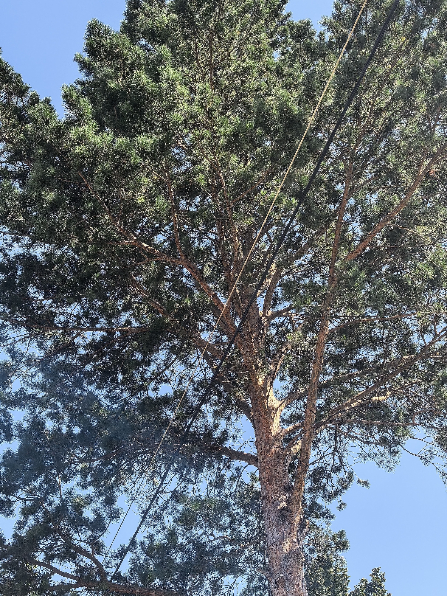 The image shows a tall pine tree with dense green needles against a clear blue sky. Two black utility wires run diagonally through the branches of the tree. The bark of the tree is rough and reddish-brown. The sun is shining, casting shadows through the foliage. The lower part of the image shows more of the tree trunk and some distant, darker green foliage, possibly from other trees. The scene appears to be outdoors, in a location with mature trees and overhead utility lines, consistent with a park or residential area. No people or specific landmarks of Sterlitamak, Russia are visible in this image.