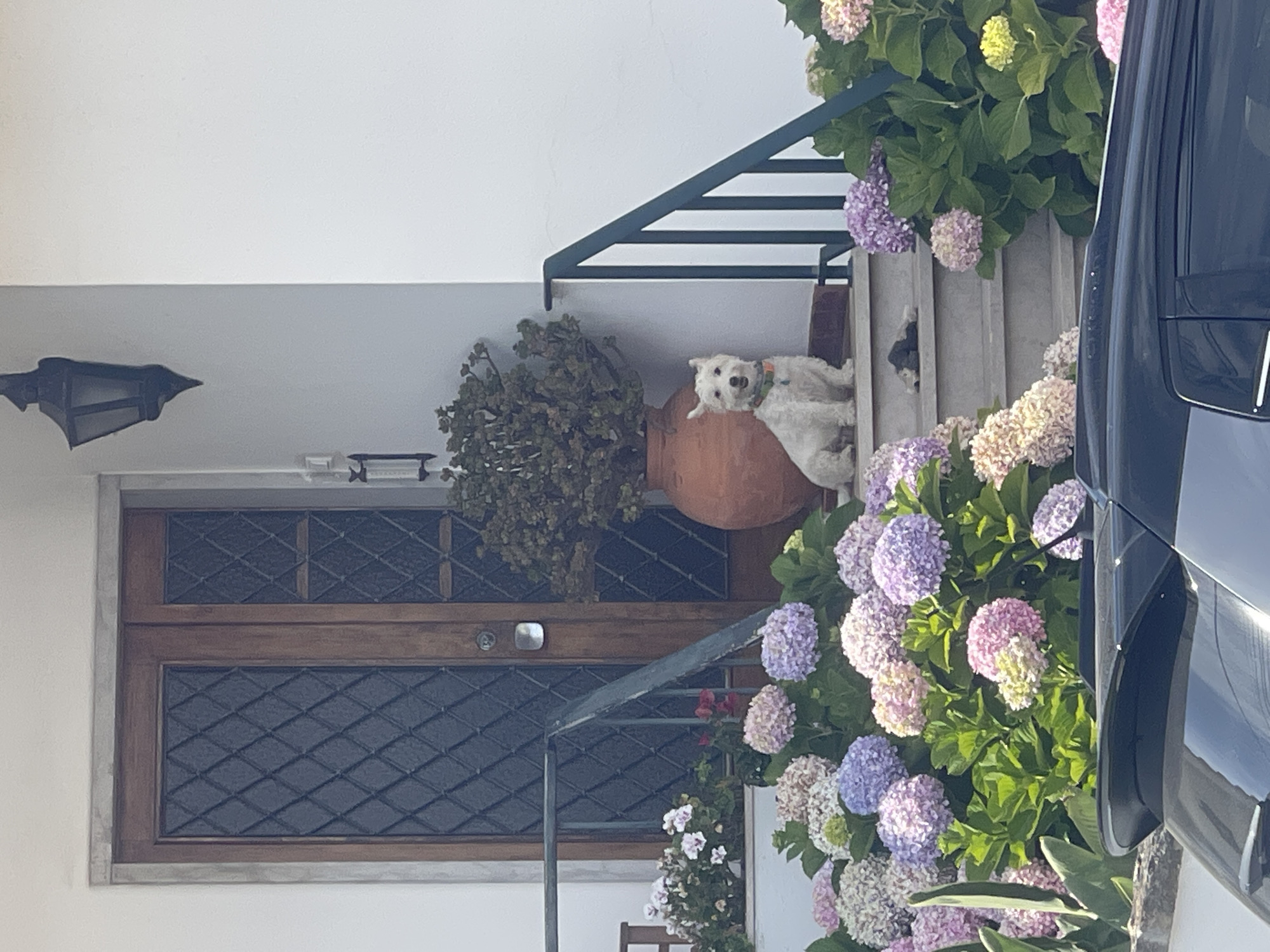 In front of a wooden door with diamond-patterned glass insets, a white West Highland White Terrier sits on a stone staircase adorned with blooming hydrangeas in shades of pink, purple, and white. A large terracotta pot containing a bushy green plant stands to the right of the dog, and a black outdoor lantern is mounted on the white wall above it. A dark-colored car is partially visible in the foreground. The scene appears to be in Colares, Portugal, with the typical architecture and flora of the region.