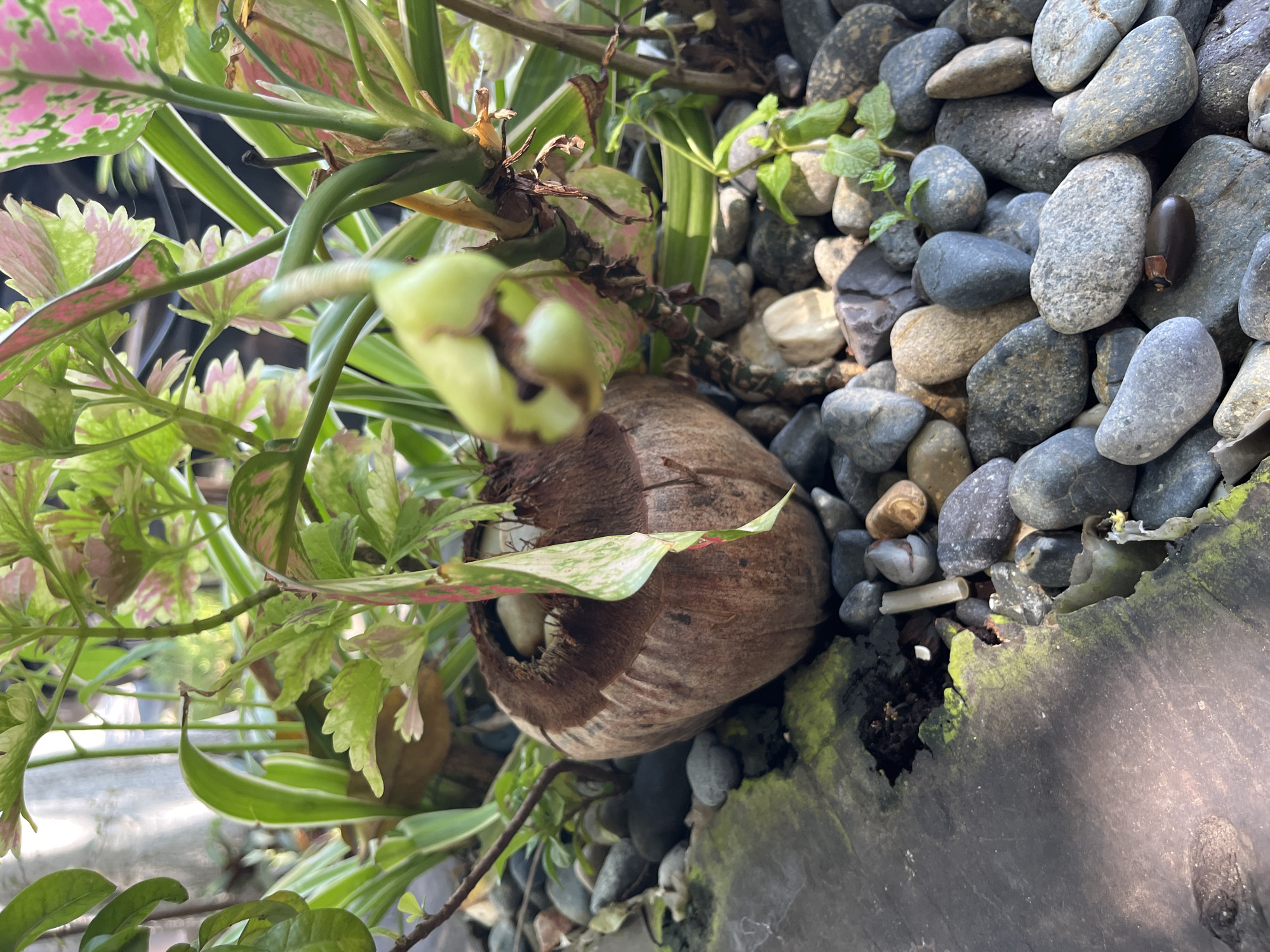 The image shows a close-up view of a plant arrangement in an outdoor setting. A coconut shell is present among the rocks and plants. The plants are a mix of green and pink variegated leaves. There are small rocks of varying colors and sizes around the base of the plants. The location is in Bac Nha Trang Ward, Vietnam. The arrangement is situated near a dark, rough surface, possibly a planter or container.