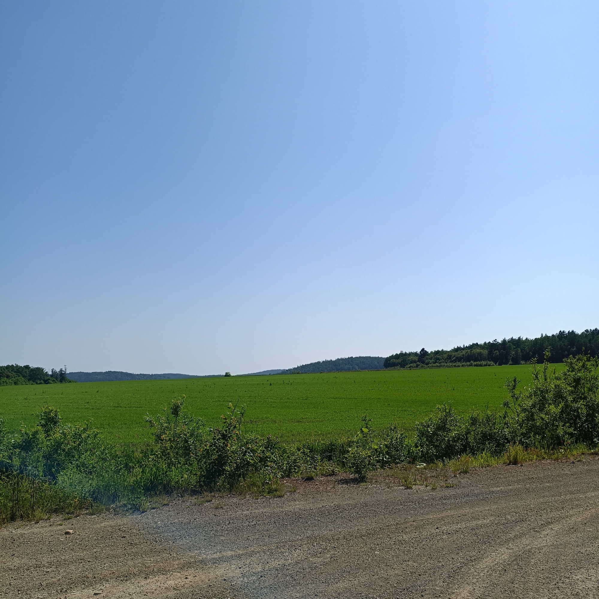 The image depicts a vast, bright green field under a clear, pale blue sky. The field appears to be a cultivated crop, possibly with some very small plants or stubble visible within it. In the distance, a line of dark green trees forms a natural border along a gently rolling horizon. A dirt road or path, composed of gravel and dirt, occupies the foreground of the image, with patches of green vegetation growing along its edge. The overall scene suggests an open, rural landscape on a sunny day.