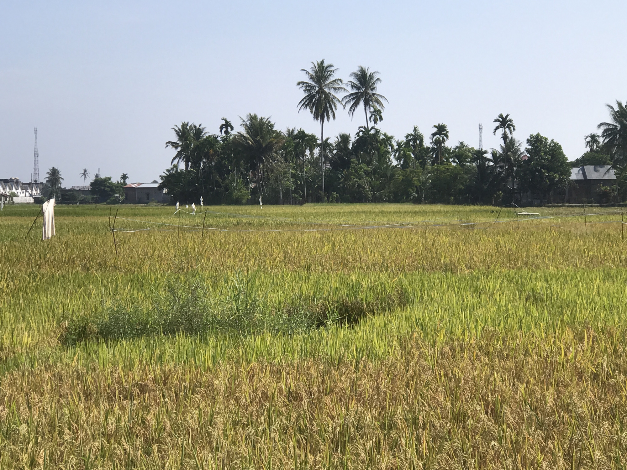 A wide shot captures a rural scene likely in the vicinity of Uruekanoe, Indonesia. A field of rice, in varying stages of ripeness with some areas showing golden hues indicating maturity while others remain green, dominates the foreground. The rice field shows the slight undulation of the ground. A scarecrow stands in the left foreground and a few white flags around the field.
The midground features a line of trees. Some appear to be coconut palms, distinguishable by their tall trunks and distinctive fronds. Buildings of various sizes are scattered behind the trees, ranging from single-story structures to what appears to be multi-story buildings. A cell tower is also visible on the left.
The sky is clear and light blue, creating a bright and sunny atmosphere.