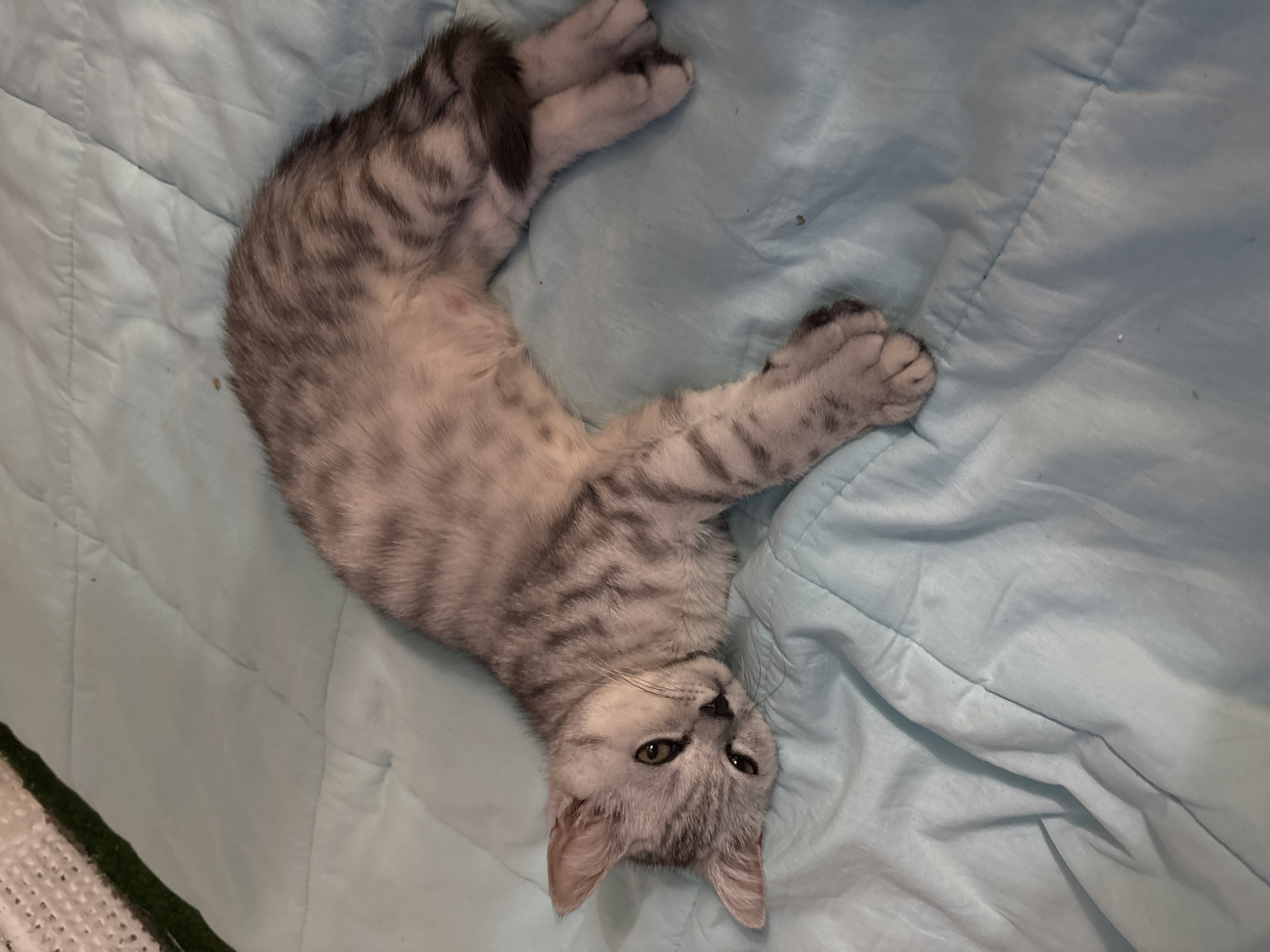 A gray tabby kitten lies on a light blue quilted blanket. The kitten is positioned with its head at the bottom center of the frame, looking slightly to the left. Its body curves upwards and to the left, with its tail curled towards the top left corner. The kitten's front paws are extended, while its back paws are tucked in. The blanket has a slightly wrinkled surface and covers the majority of the frame. A small portion of a dark green and white patterned surface is visible in the bottom left corner of the frame, partially obscured. The location is not discernible from the image.