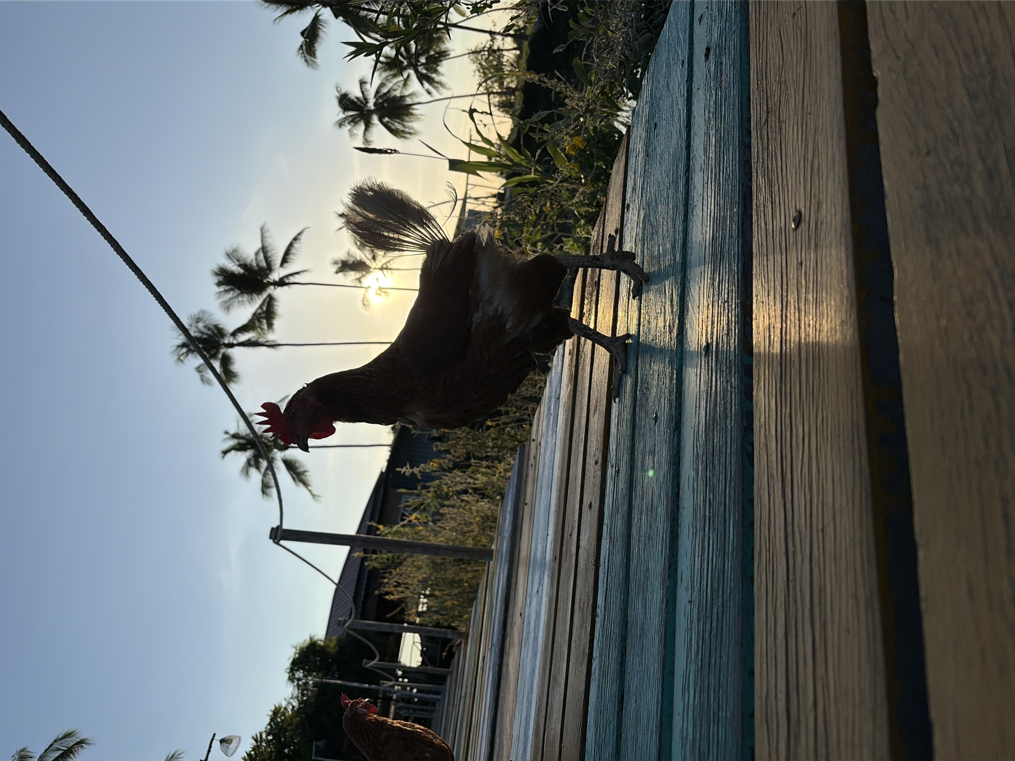 A silhouette of a rooster stands on a wooden boardwalk at sunset in Baan Taling Ngam, Thailand. The rooster is brown with a red comb and wattle. Its tail feathers are fanned out. Another rooster is visible in the background on the left. Palm trees and vegetation are silhouetted against the sky, which is illuminated by the setting sun. The boardwalk is made of wooden planks painted in shades of blue and brown. A rope railing runs along the boardwalk.