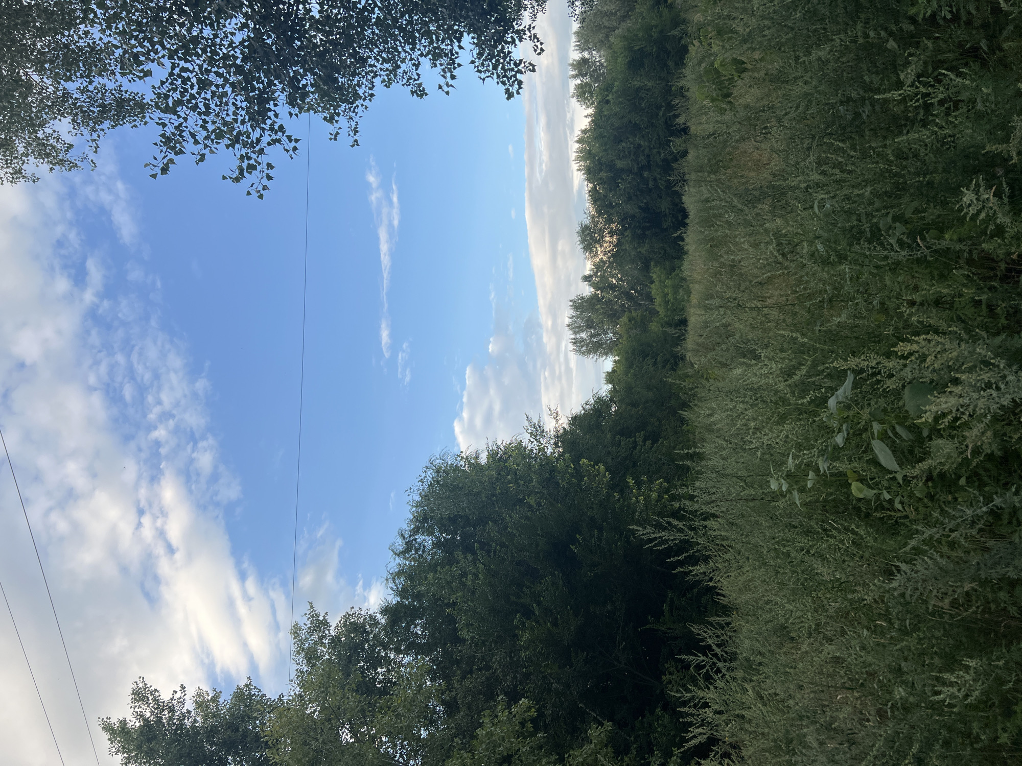 The image depicts a view of a field of tall grass and foliage with a treeline in the background under a blue sky with scattered white clouds. Power lines are visible traversing the upper portion of the frame. The scene is likely an undeveloped or natural area, potentially on the outskirts of a city. Without additional information or landmarks, specifying a precise location within Ulyanovsk, Russia, is not possible from the visual data alone. The environment is characterized by lush vegetation and open sky.