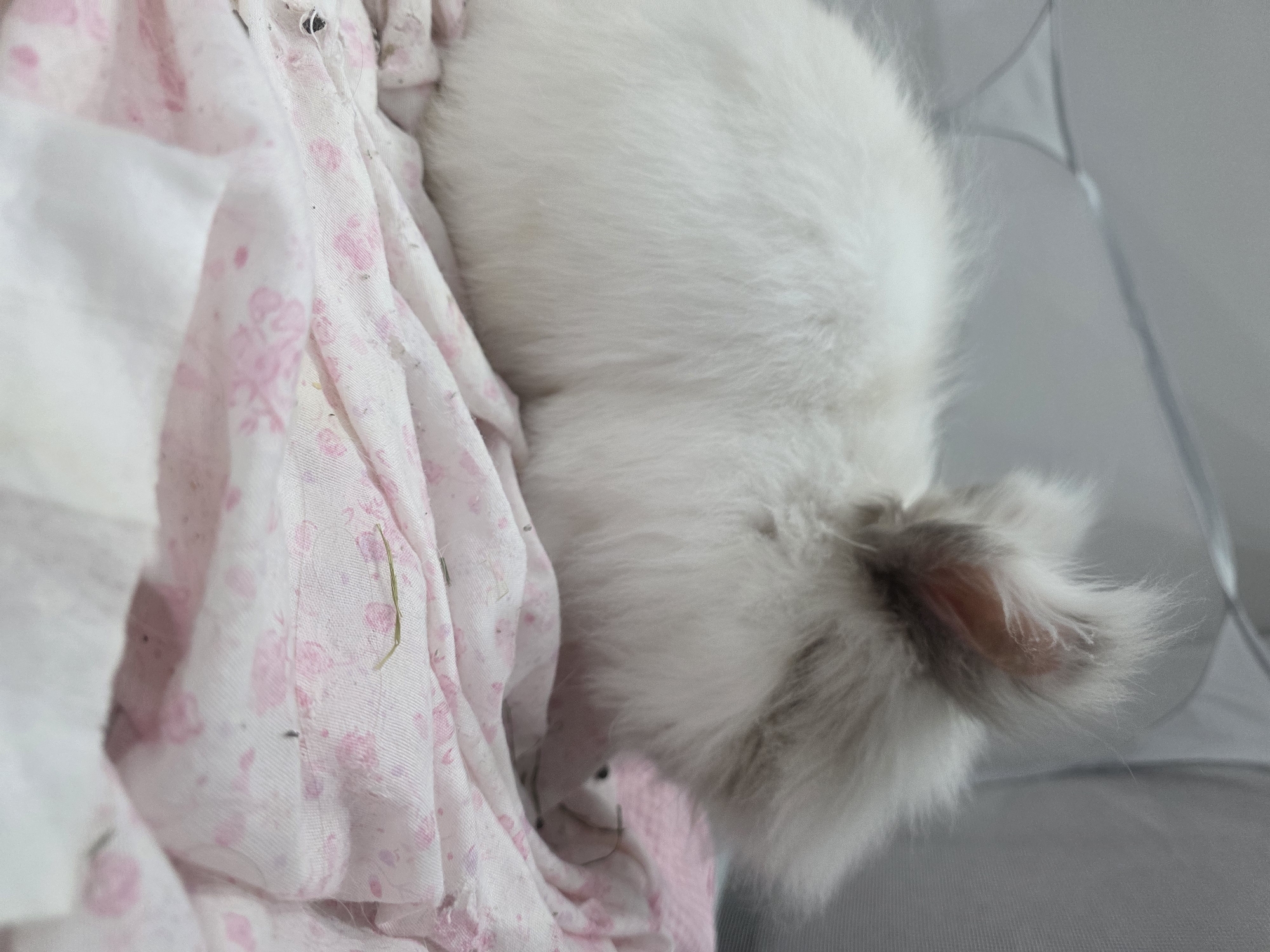 A small, fluffy, white and grey rabbit rests partially on a pink and white floral patterned fabric. The rabbit is positioned in the upper right quadrant of the image, while the floral fabric occupies the left side. A light grey surface is visible in the background, behind the rabbit's head. The location is not discernible from this image.
