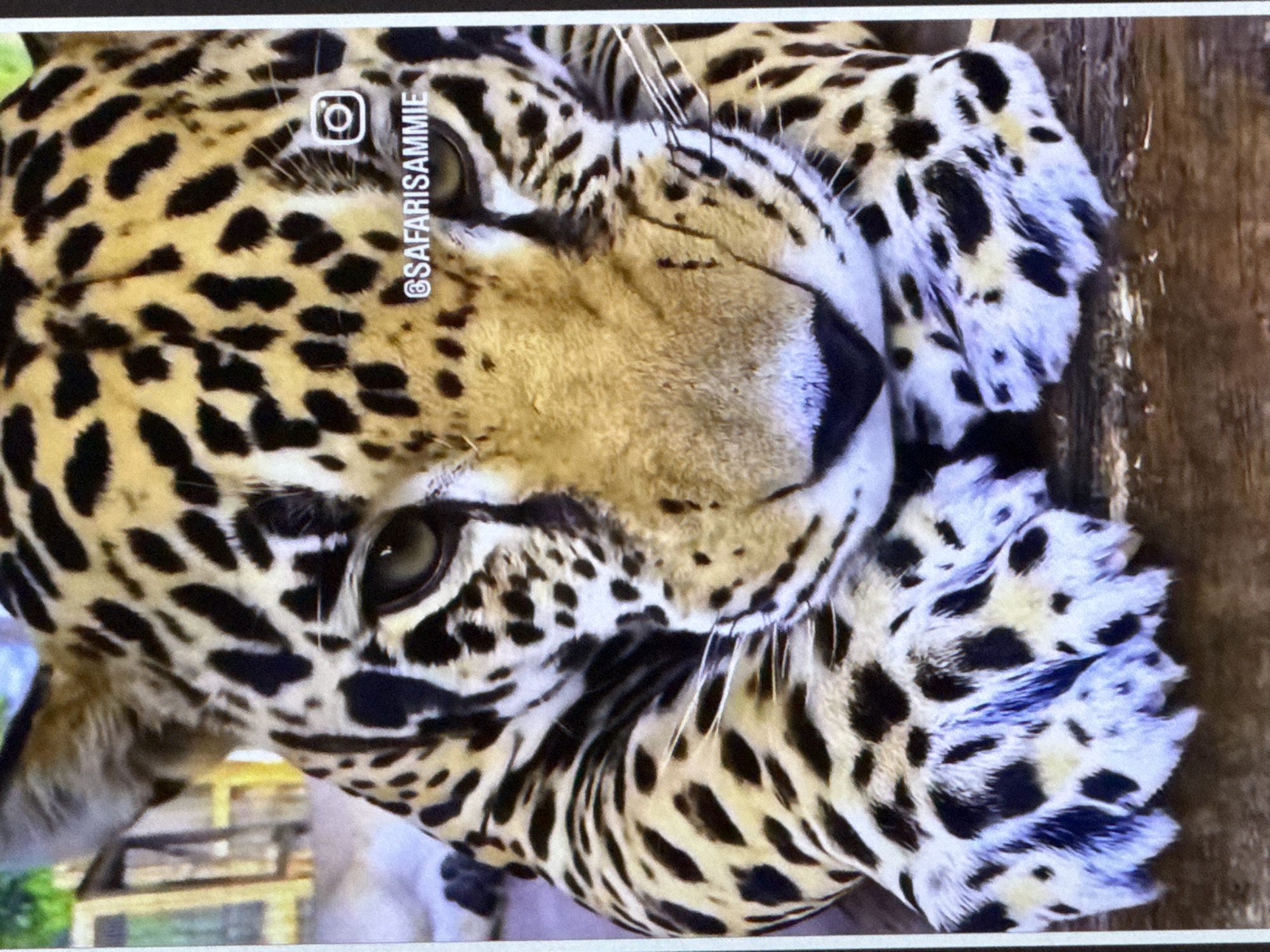 The image shows a close-up of a jaguar's face. The jaguar is lying down with its front paws resting on a wooden surface. Its head is tilted slightly, and its eyes are open. The jaguar's fur is a pattern of black spots on a yellow background. There is an Instagram logo and the username "@SAFARISAMMIE" superimposed on the jaguar's face. The background is blurred and appears to be an outdoor enclosure with some wooden structures and greenery. There are no visible people or any other animals in the image. The image does not contain any specific visual information that would allow for the determination of its location within the city of Cahul, Moldova.