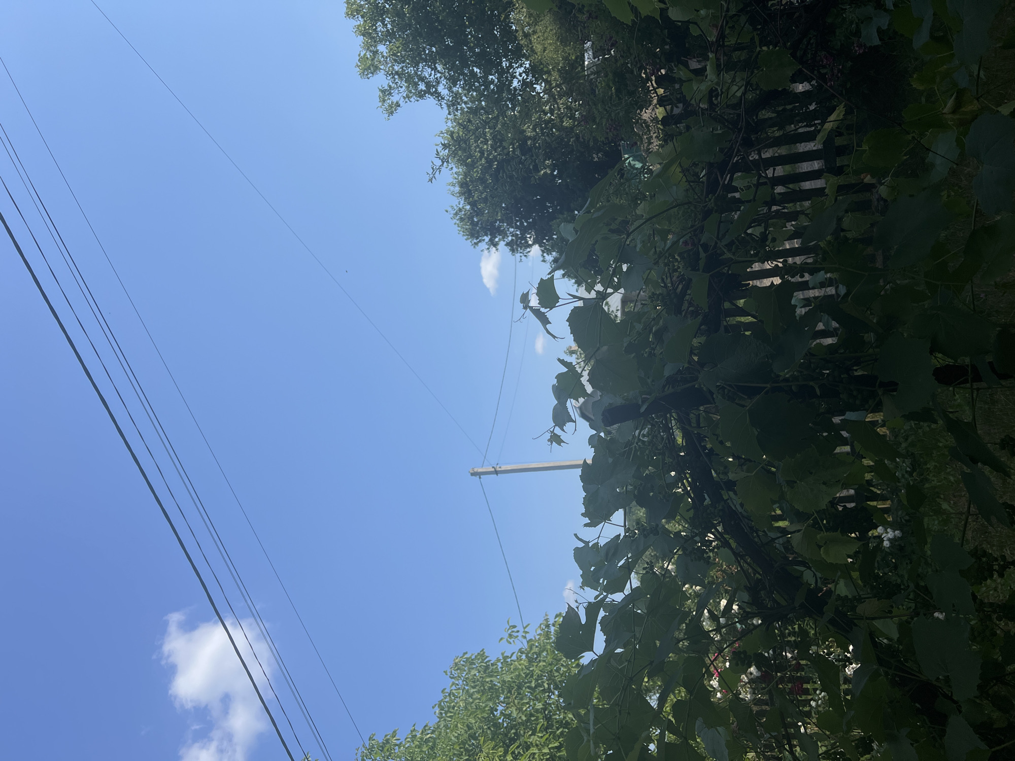 The media file is a photograph taken outdoors on a clear, sunny day. The scene is dominated by a bright blue sky, with a few wispy white clouds visible. Several dark wires stretch diagonally across the sky from the left side of the frame. In the upper right and lower left portions of the image, lush green foliage from trees and vines is prominent, partially obscuring a wooden fence in the upper right. A utility pole with wires attached is visible in the center of the frame, silhouetted against the sky. The perspective suggests the photo was taken looking upwards from ground level. There are no people or animals visible. The overall impression is one of a serene, natural outdoor setting, likely during daytime hours.