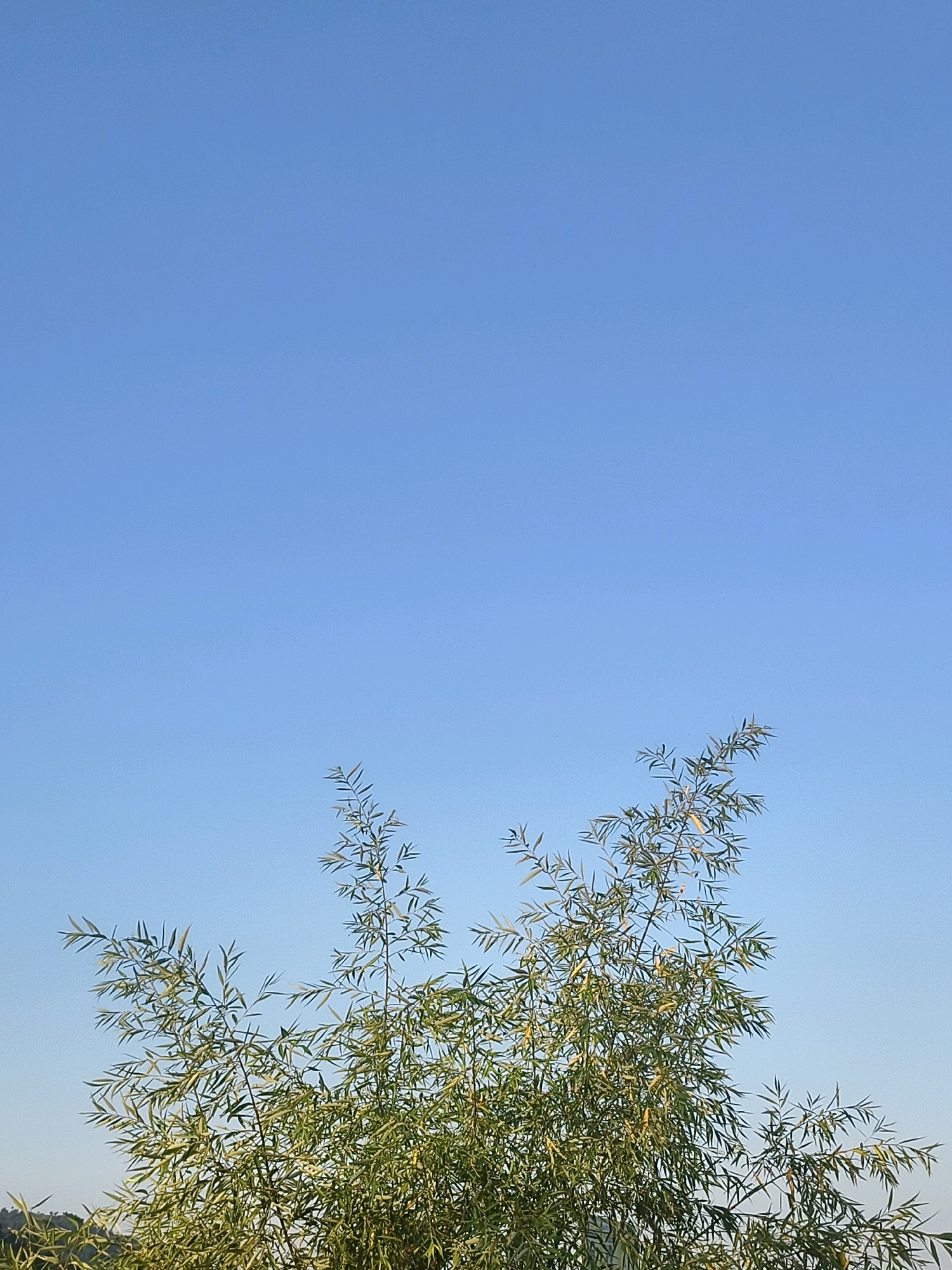 The image shows a clear, bright blue sky with the top branches of a tree against it. The tree is green and leafy, with slender branches extending upwards. The lower part of the image is obscured by foliage, suggesting it's a close-up shot of the upper portion of the tree. The lighting indicates it could be daytime, possibly morning or late afternoon, given the even illumination of the sky and foliage. The image does not contain any people or specific landmarks that would allow for definitive identification of a location within Poonch, India.