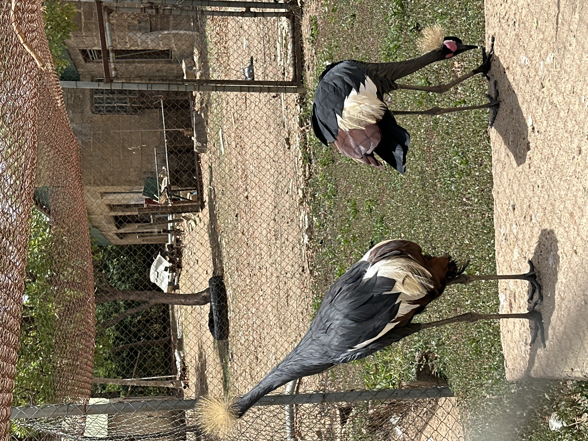 The image displays two Grey Crowned Cranes within an outdoor enclosure, likely a zoo or wildlife sanctuary, located in Jos, Nigeria. Both birds, characterized by their black bodies, white and brown wing plumage, and distinctive golden feathered crowns, are visible. The bird in the foreground is positioned on a concrete surface, while the other stands further back on sparse grass and dirt. Its face shows prominent red patches and a black beak. Both cranes exhibit long, slender black legs and feet.
The enclosure is defined by multiple sections of chain-link fencing, some of which appear rusty. In the background, beyond the fencing, are concrete structures that resemble buildings or shelters, featuring windows and pipes. Green trees and foliage are visible behind these structures, suggesting a natural environment outside the immediate enclosure.
The scene is brightly illuminated by direct sunlight, casting distinct shadows on the ground, indicating clear weather, likely mid-day or afternoon. No people or visible text are present in the image.